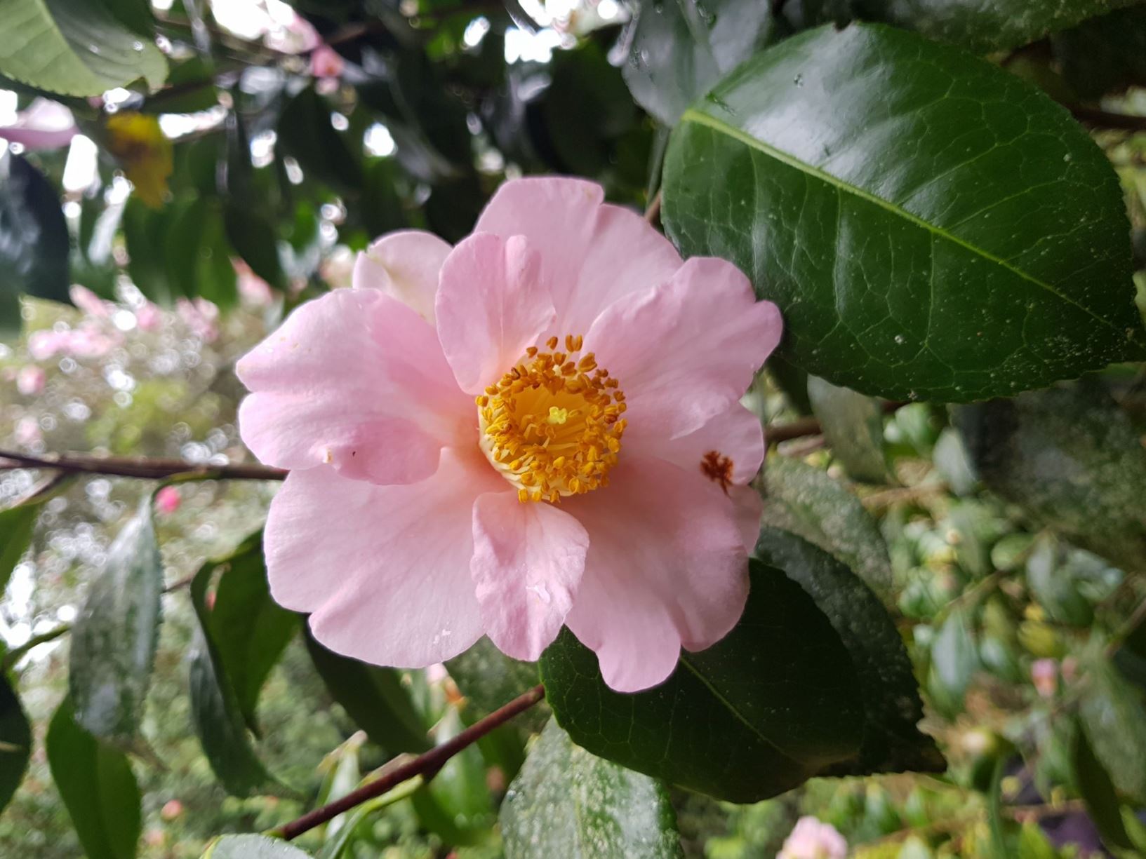 Camellia japonica 'Spencers Pink'