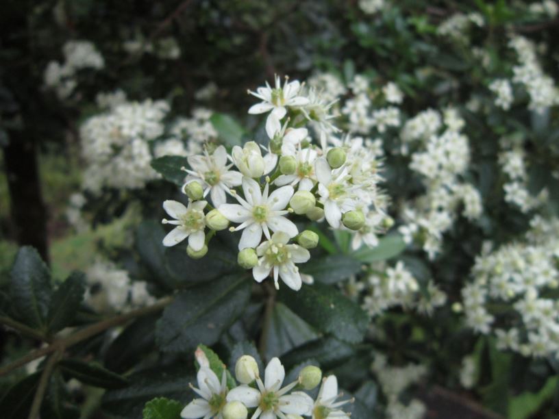 Acradenia frankliniae - whitey wood