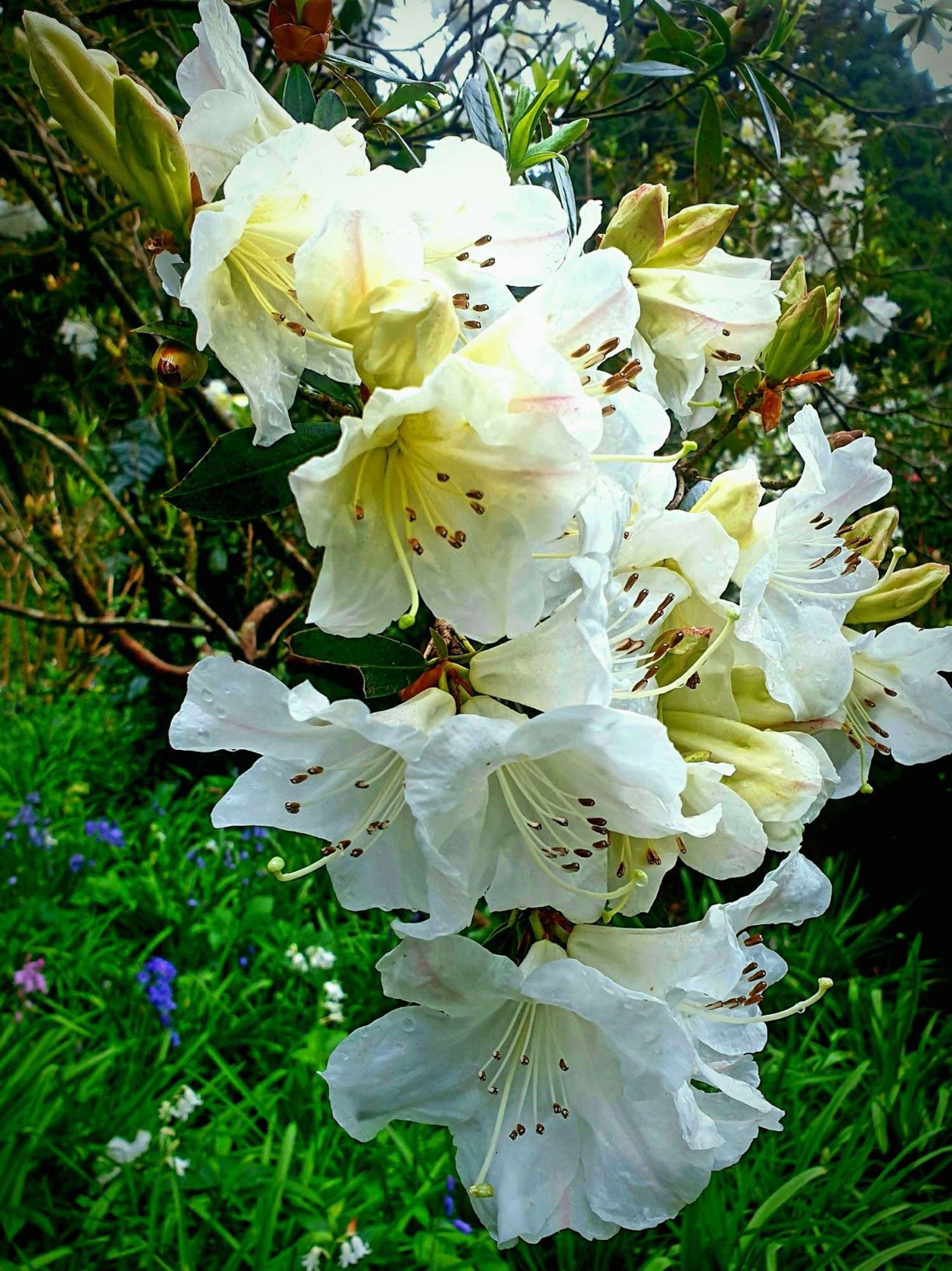 Rhododendron formosum var. inaequale