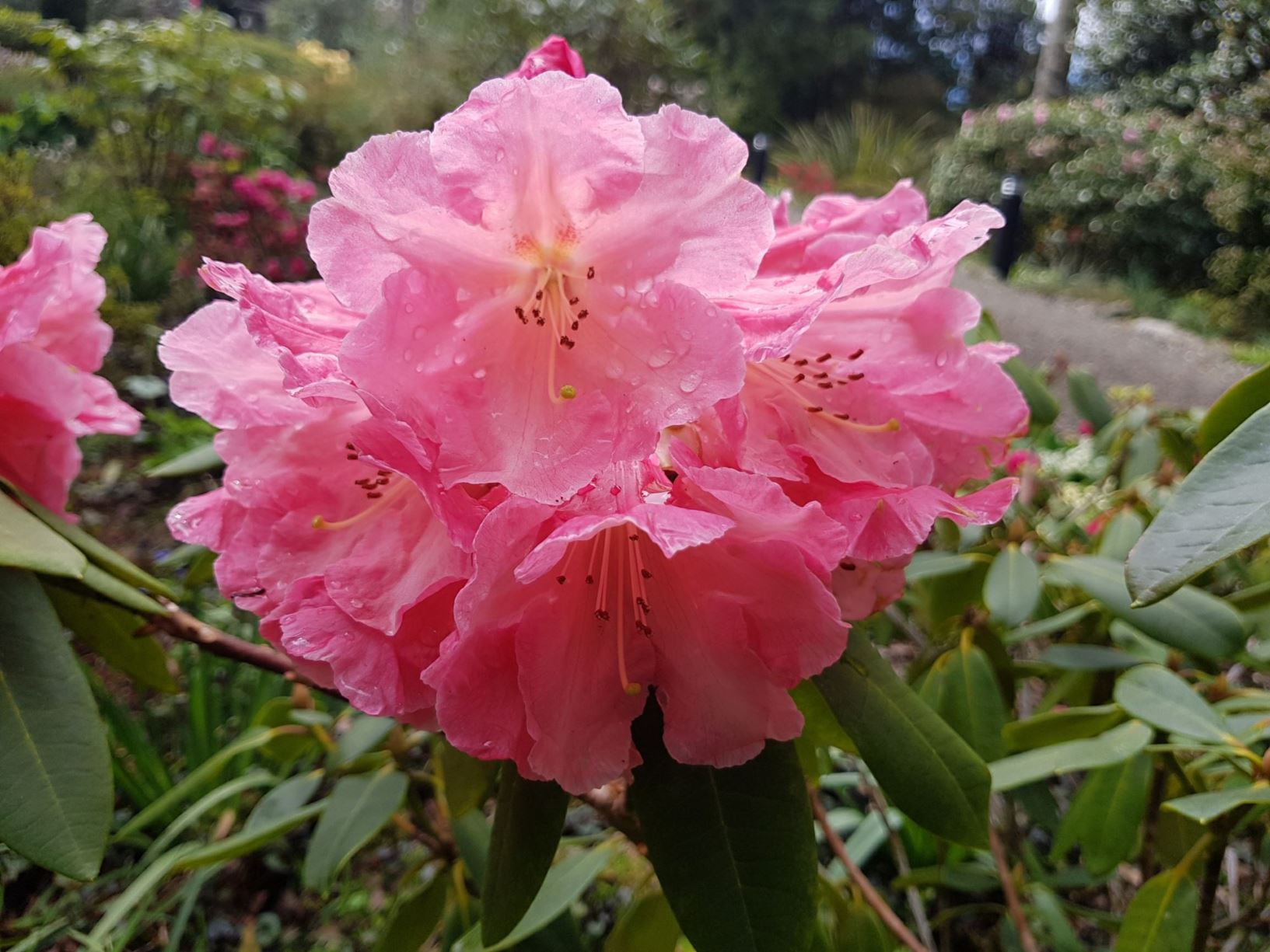 Rhododendron 'Mount Loma Prieta'