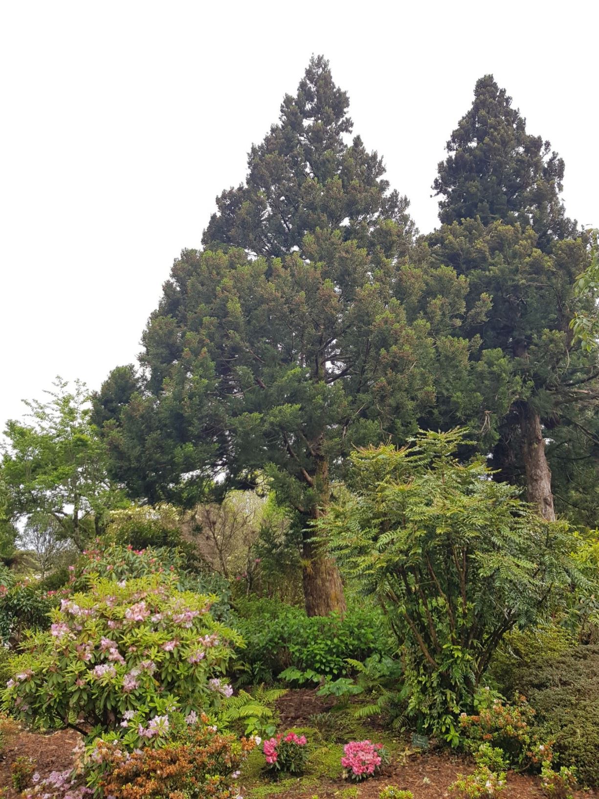 Cryptomeria japonica - Japanese Red Cedar, Japanese Cedar, Sugi