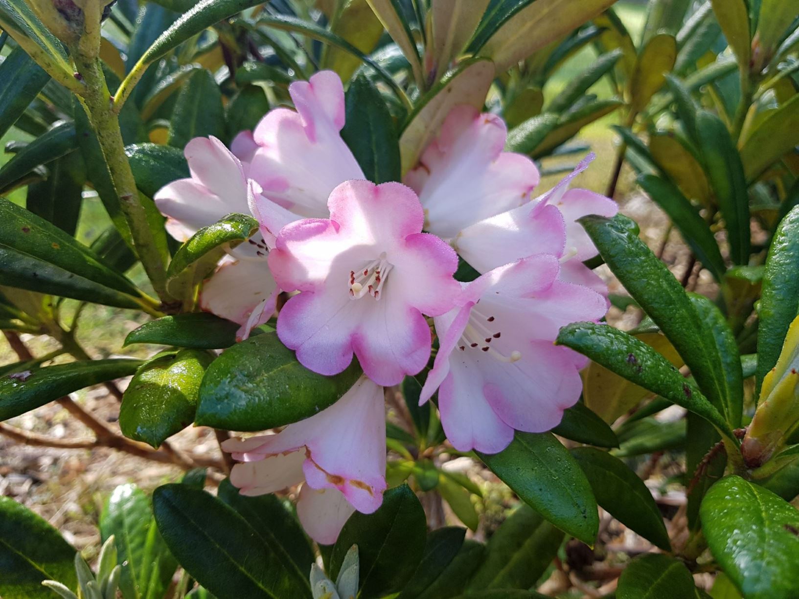 Rhododendron 'Apple Brandy'