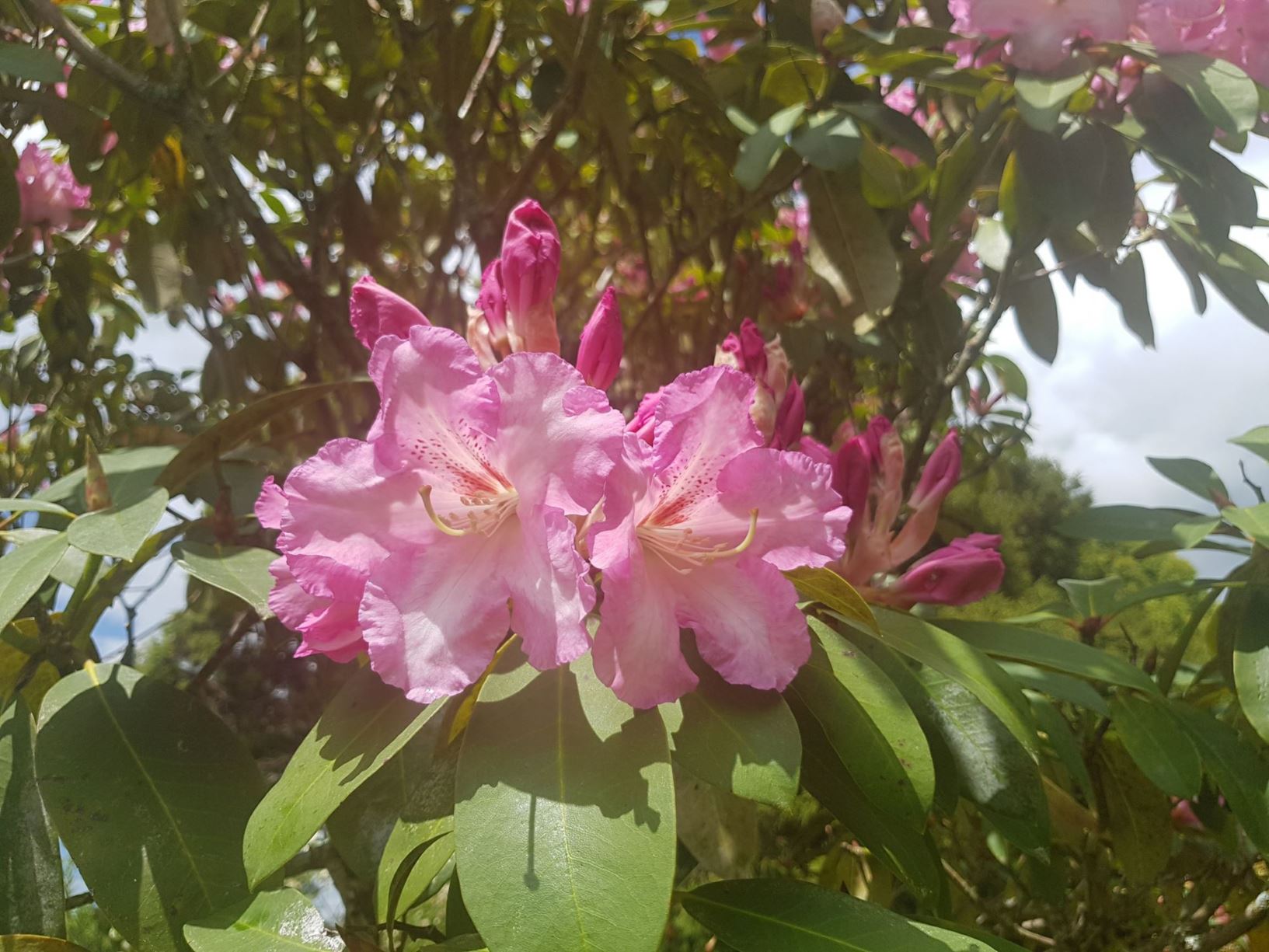 Rhododendron 'Gordon Valley Supreme'