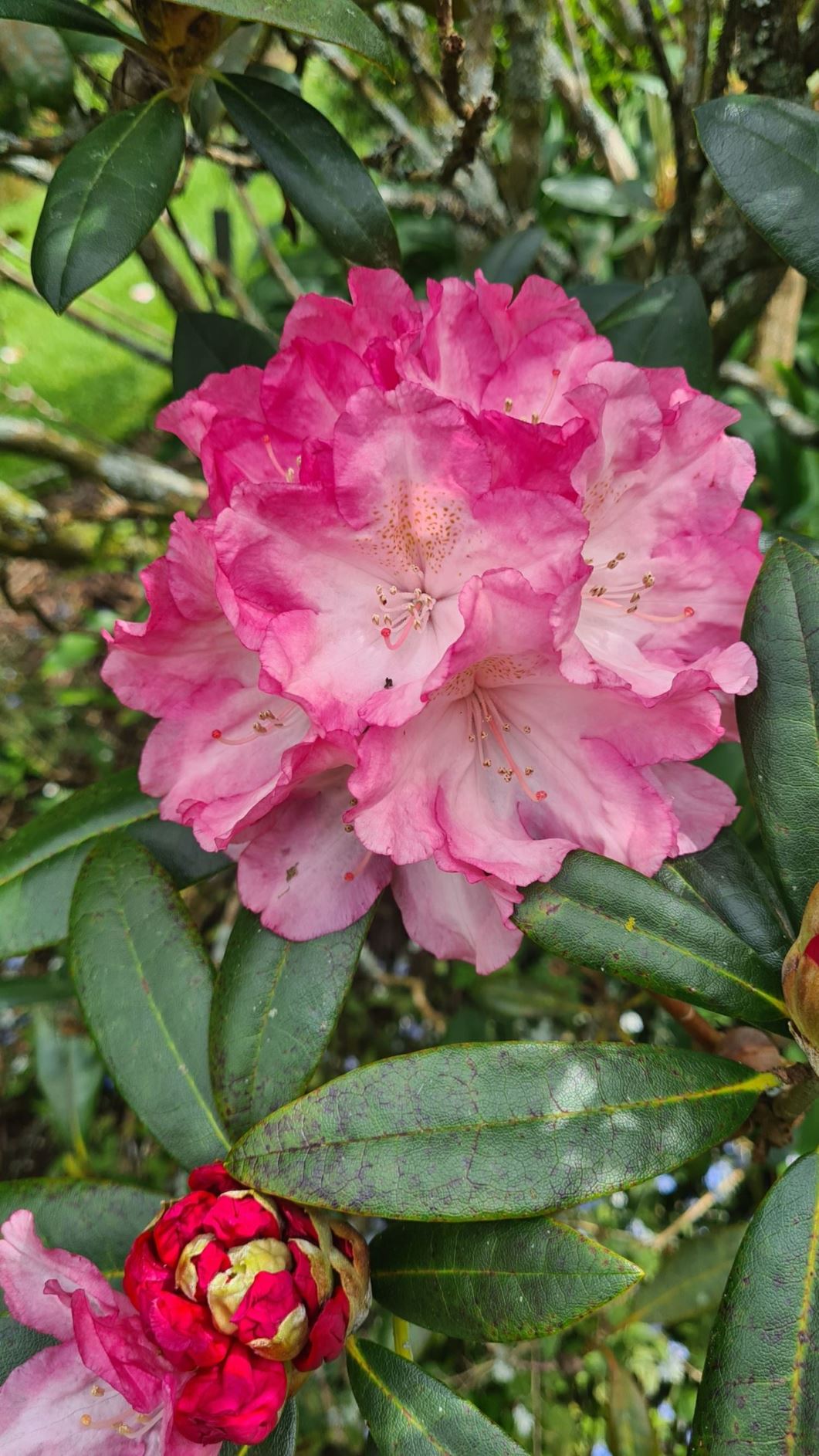 Rhododendron 'Ngaere'