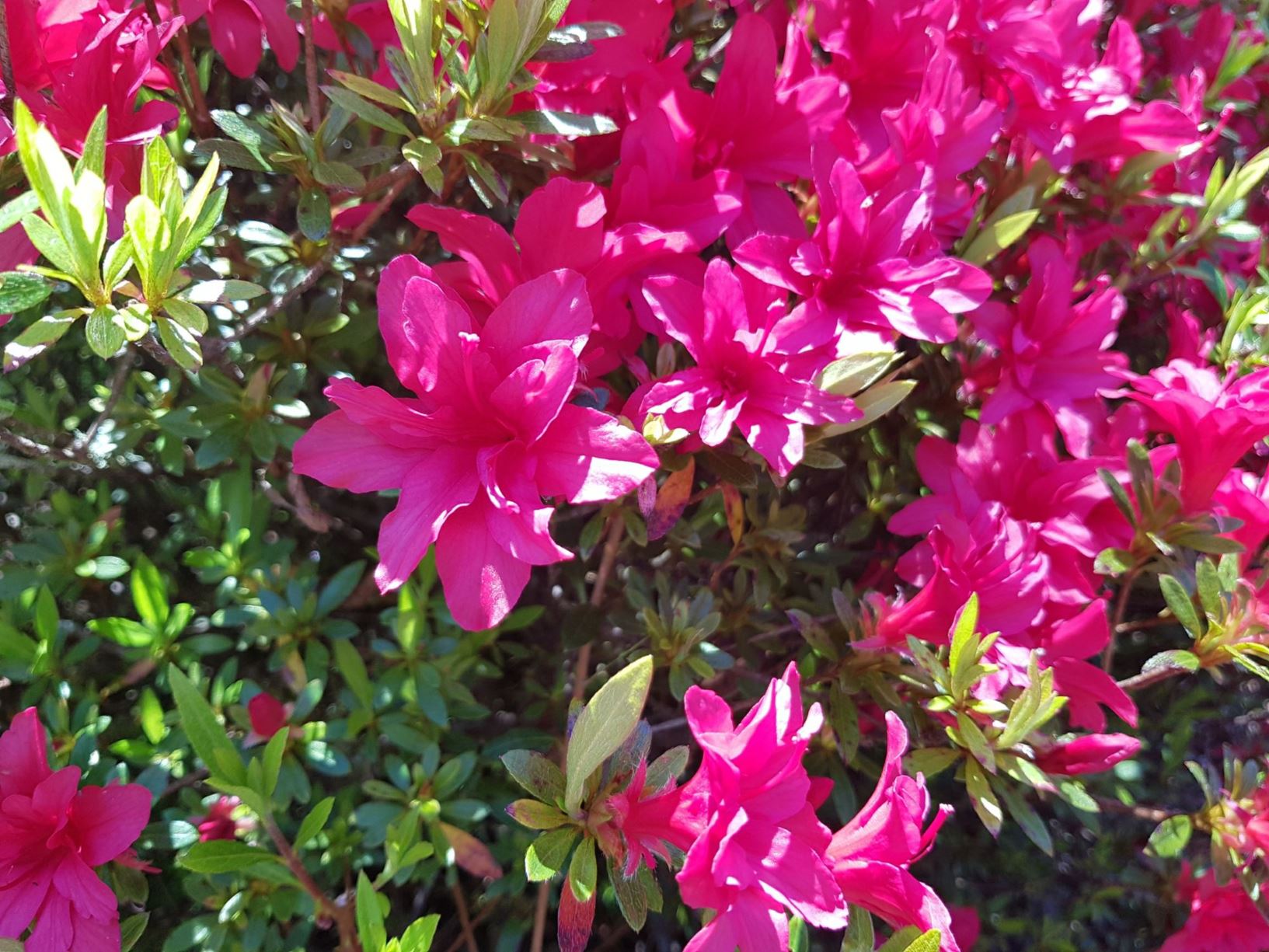 Rhododendron 'Yaye-hiryu' (Azalea)