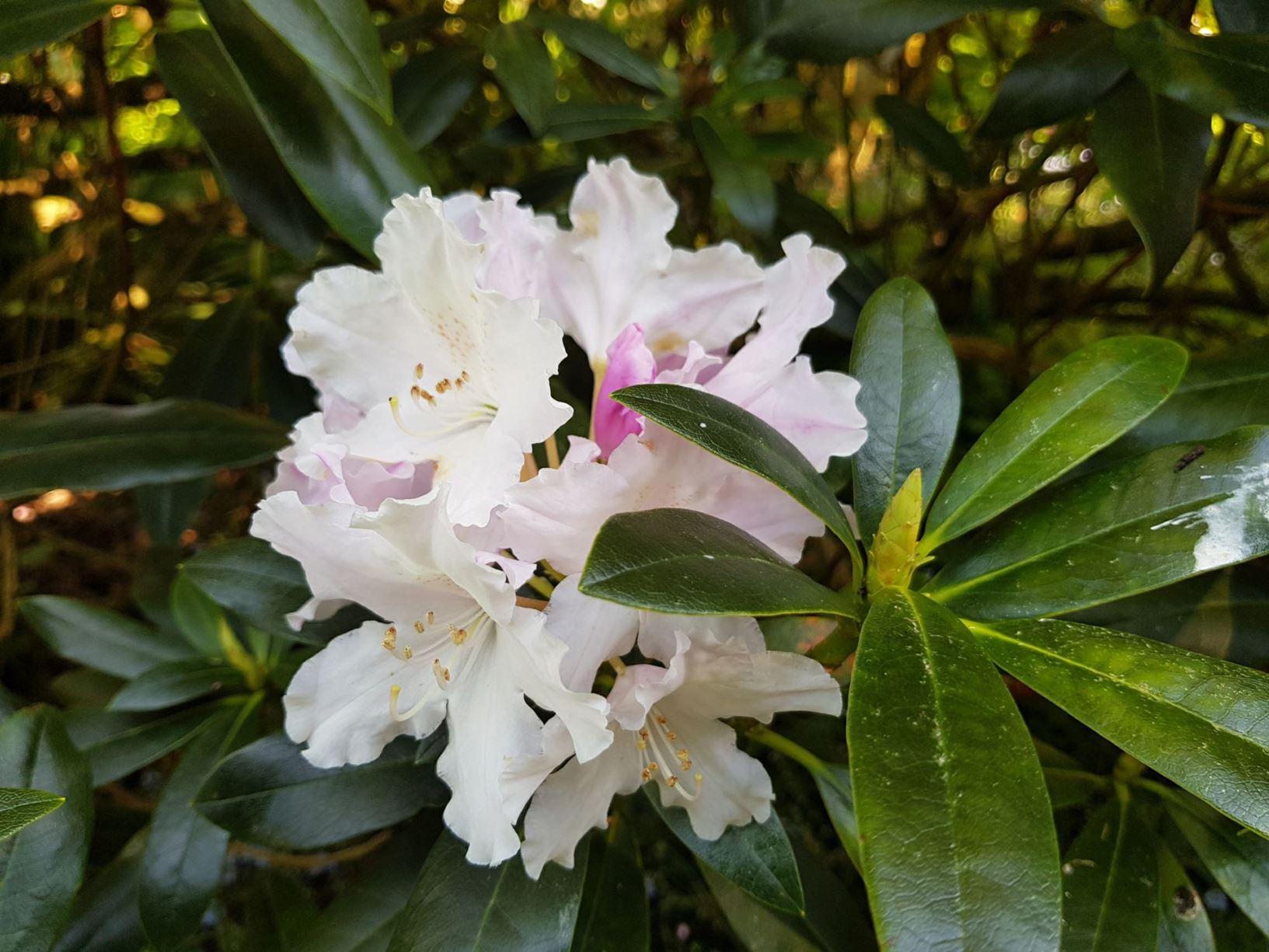 Rhododendron 'Happy'