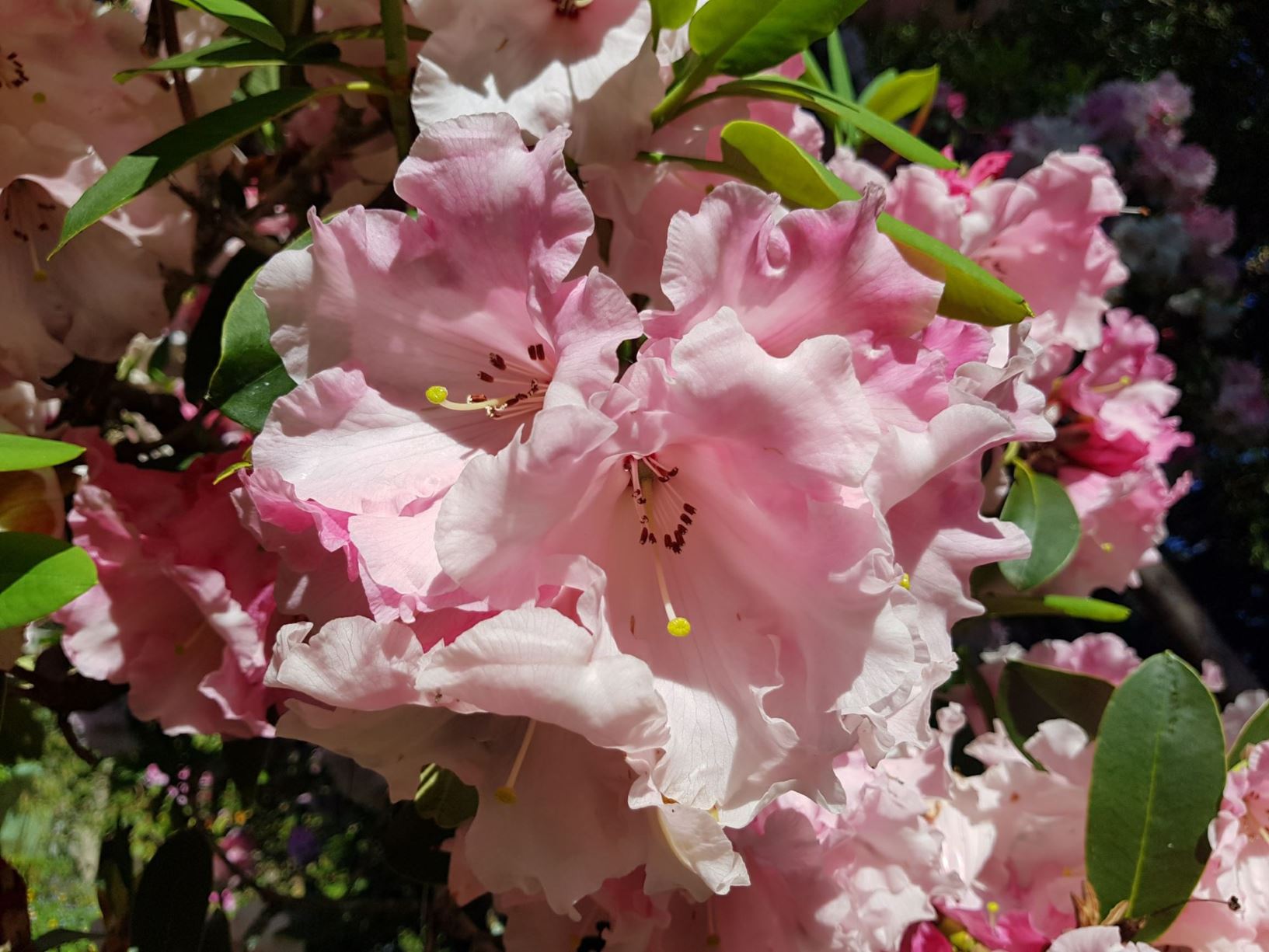 Rhododendron 'Jury's Blush'