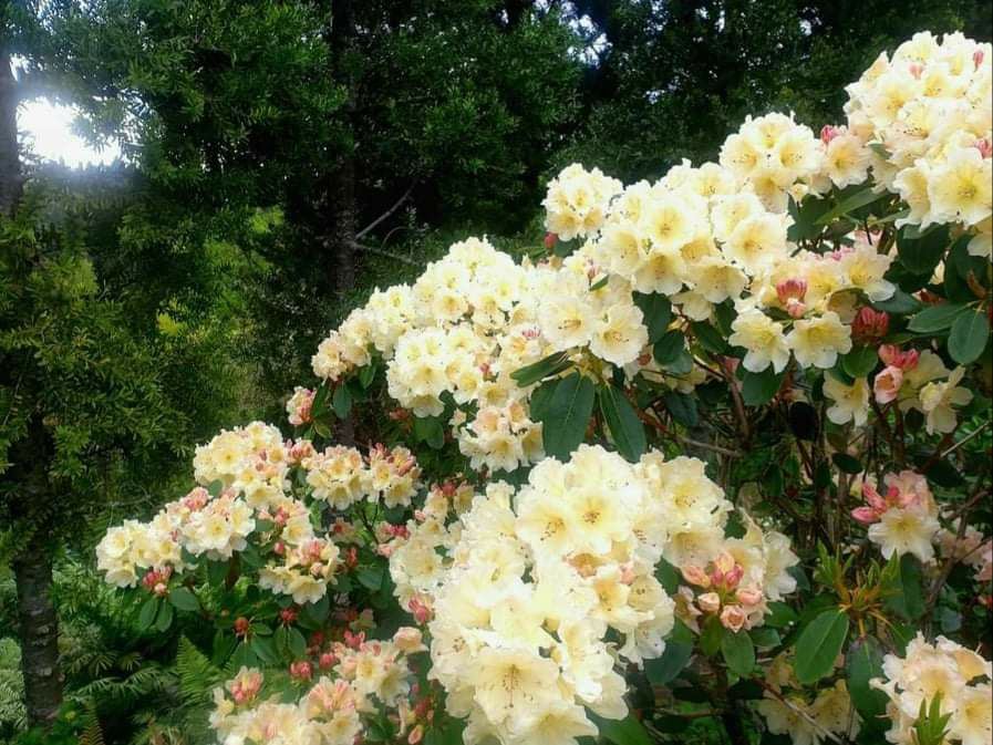 Rhododendron 'Meadow Lemon'