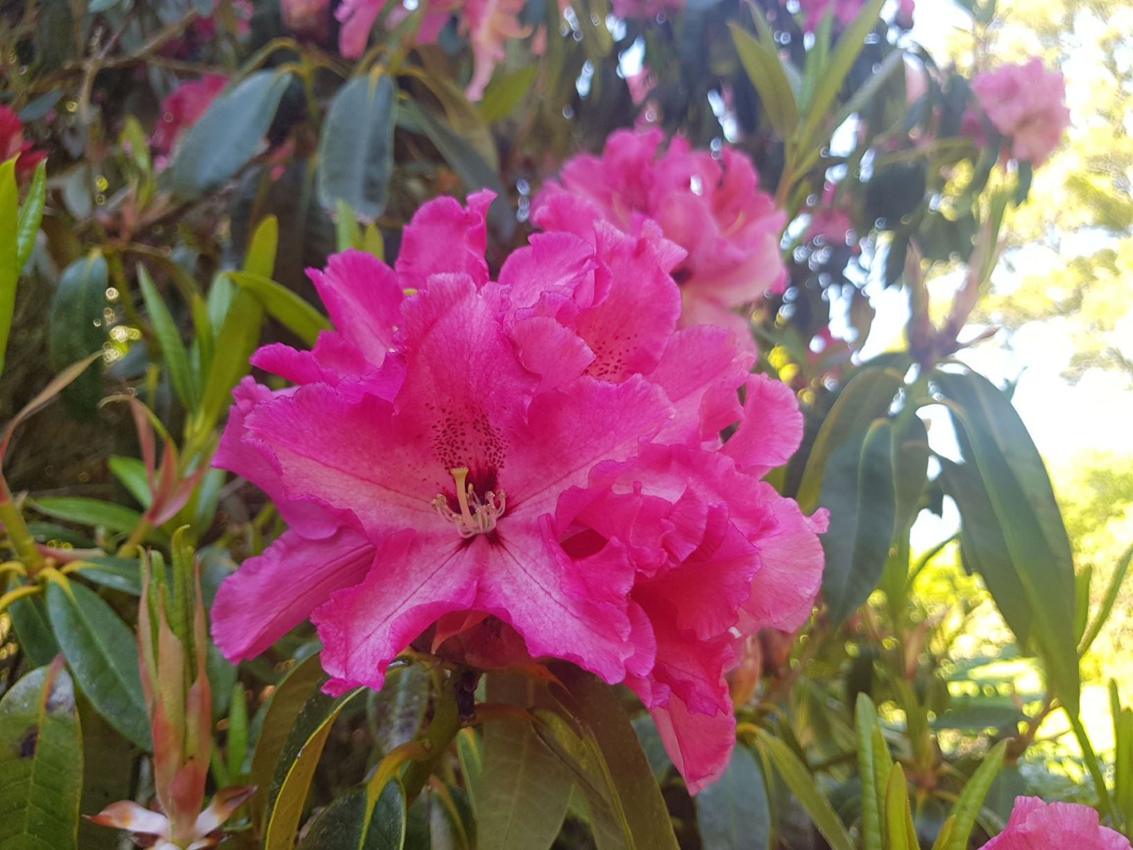 Rhododendron 'Anna'