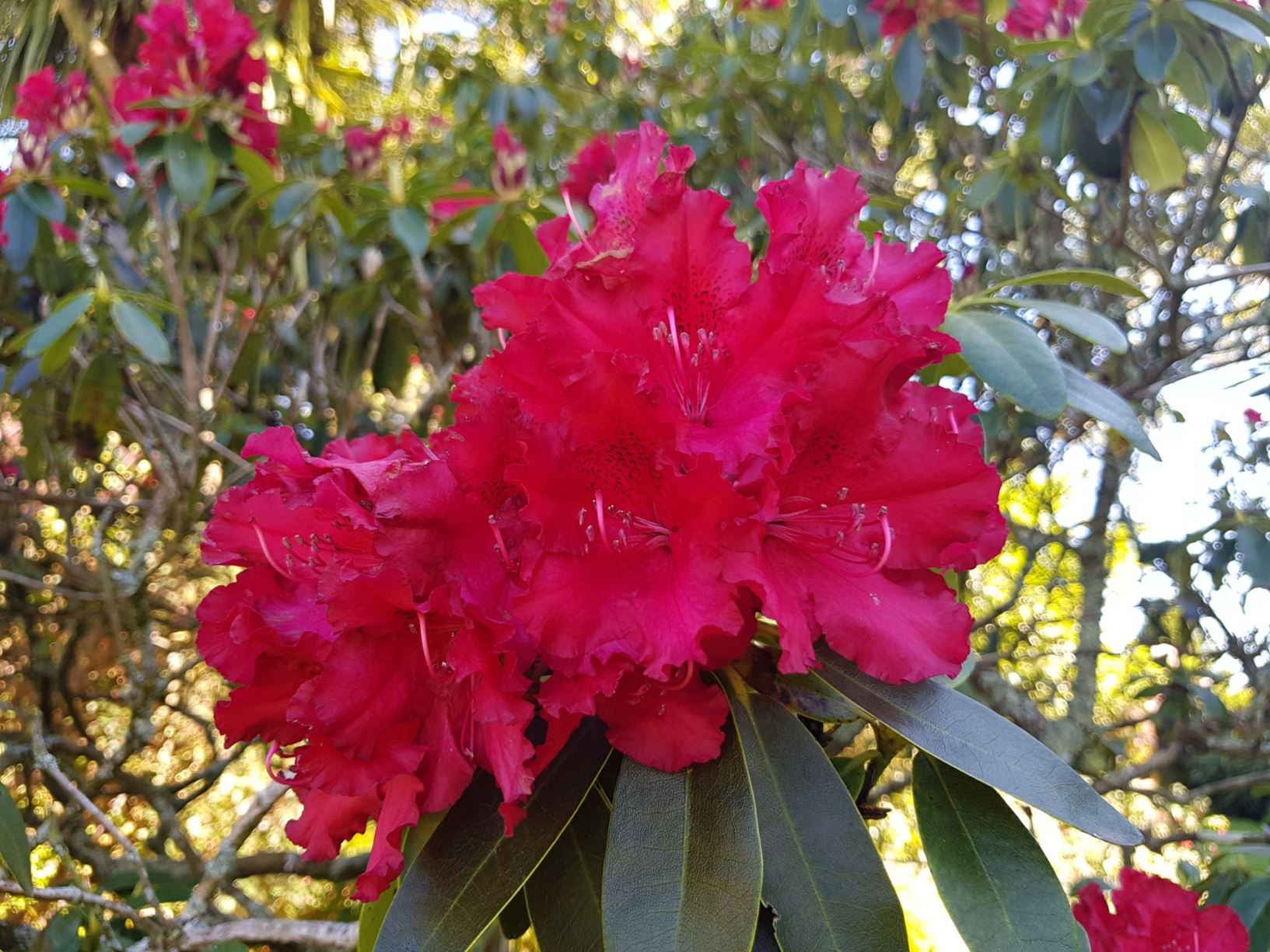 Rhododendron 'Robert Croux'
