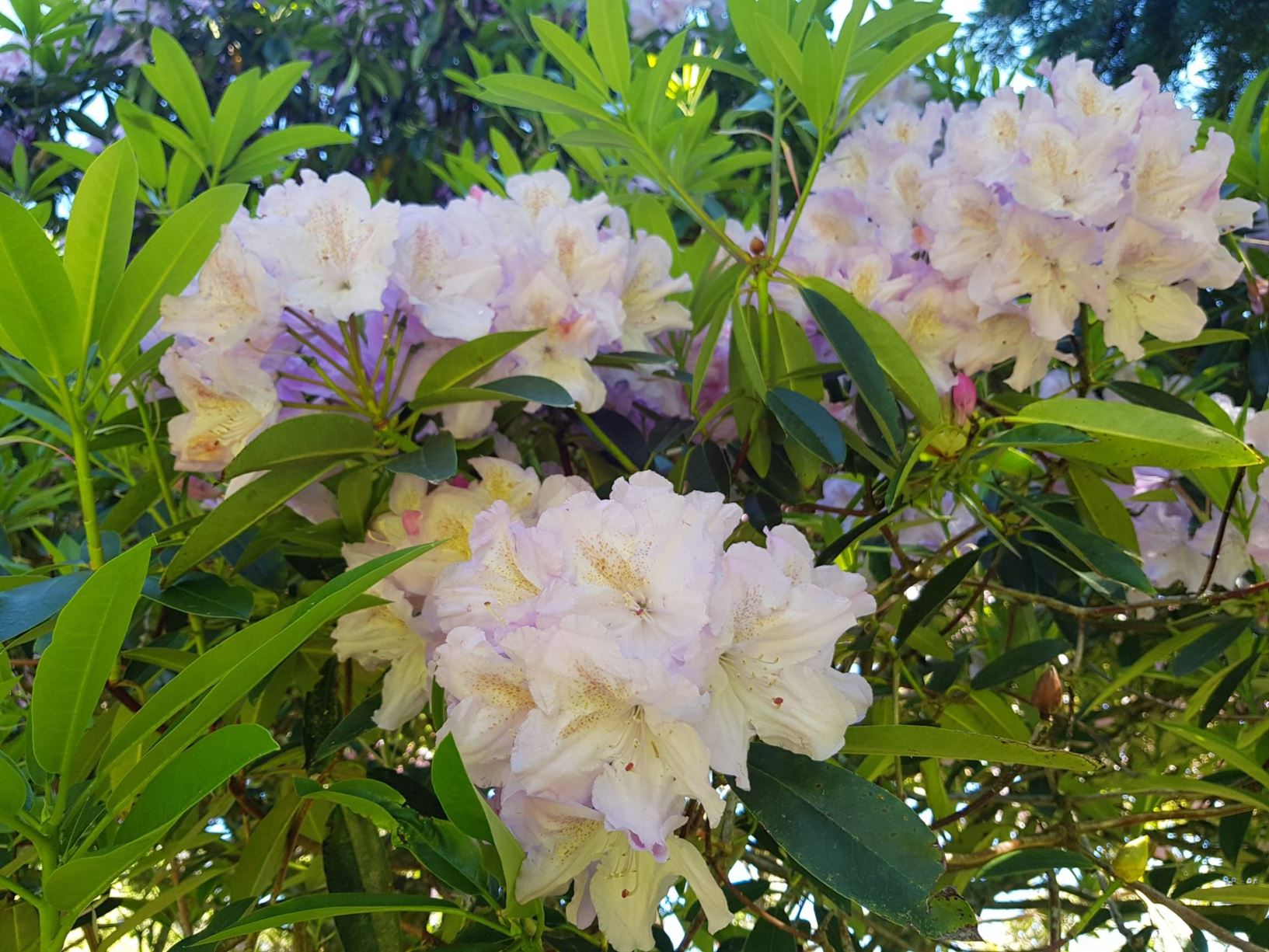 Rhododendron 'Lavender Girl'