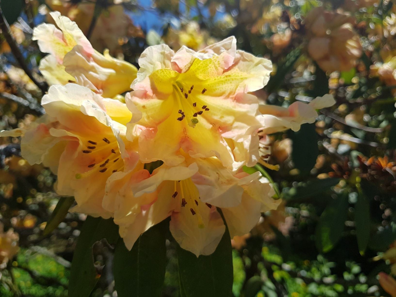 Rhododendron 'Holy Moses'