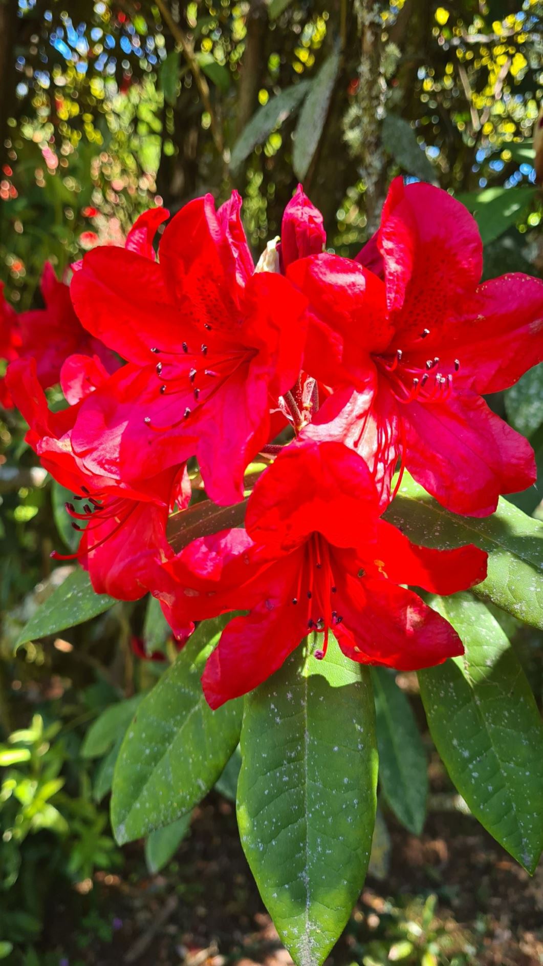 Rhododendron 'Grenadier'