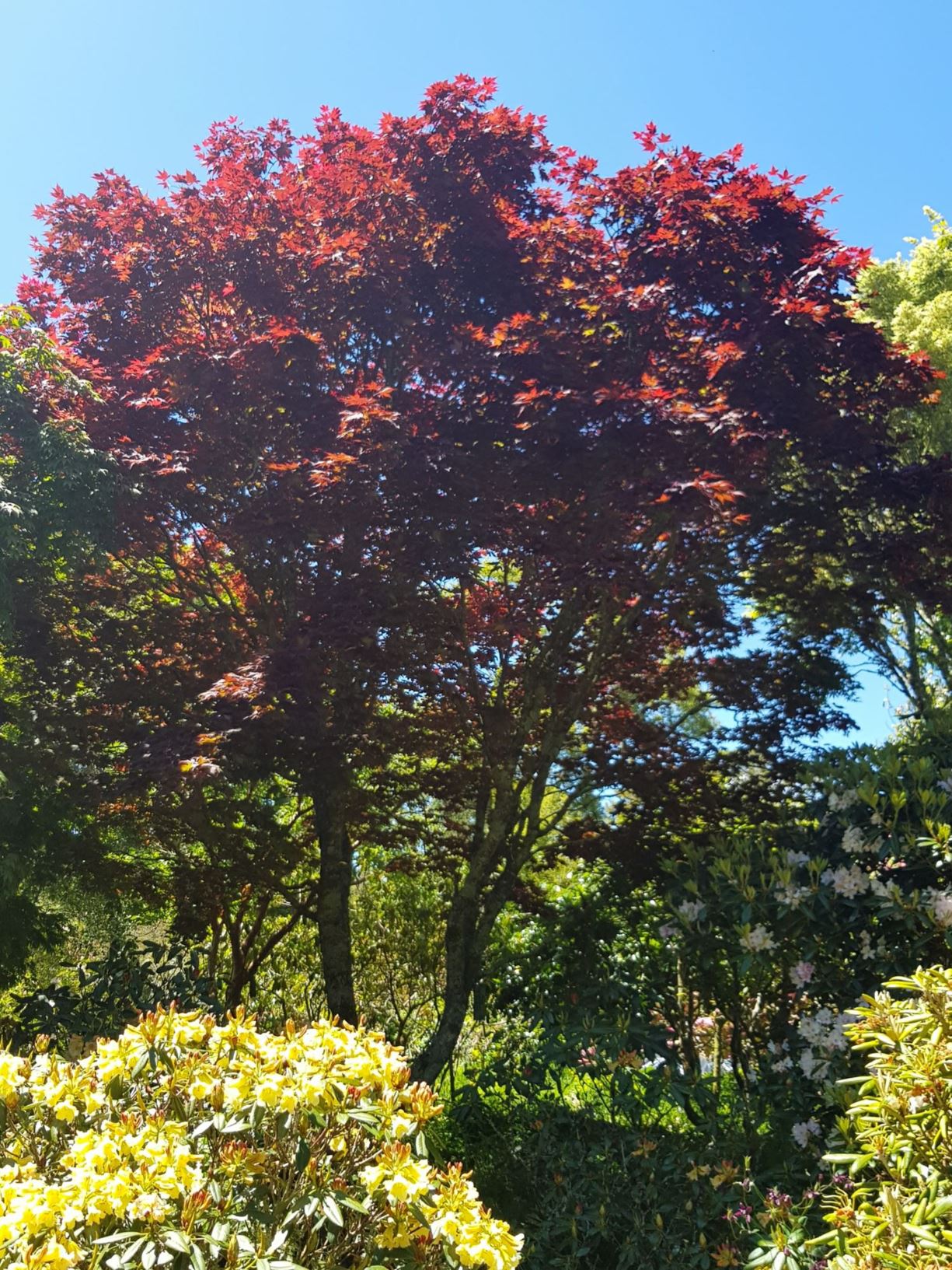 Acer palmatum 'Okagami'