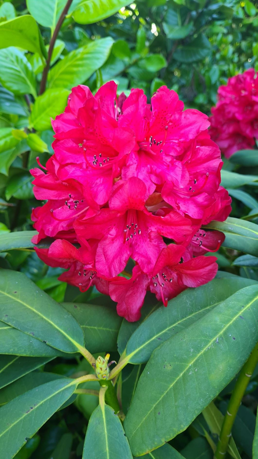 Rhododendron 'Panoply'