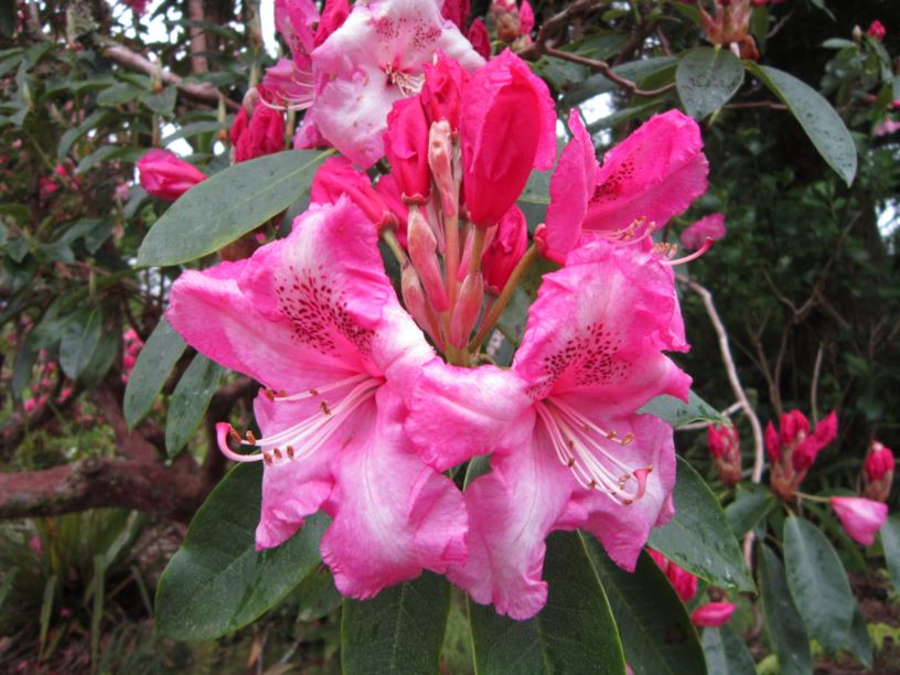 Rhododendron 'Betty Wormald'
