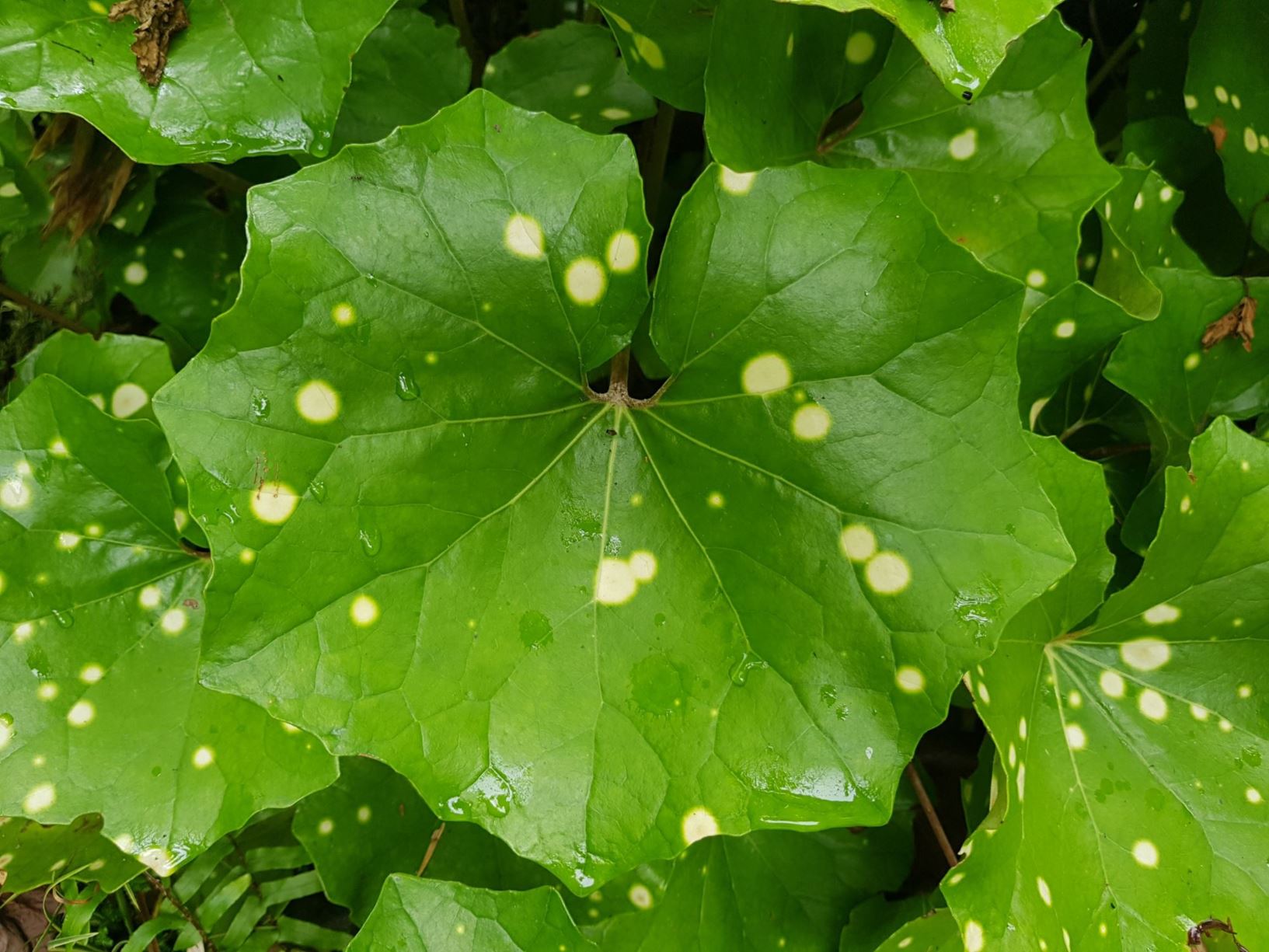 Farfugium japonicum - Japanese fatsia, glossy-leaved paper plant, fatsi
