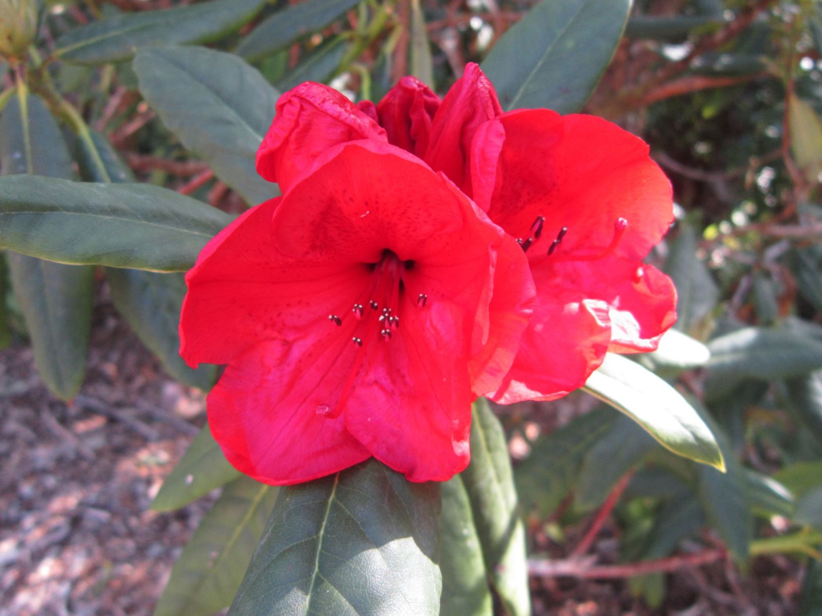Rhododendron sp. [Unknown Rhododendron]