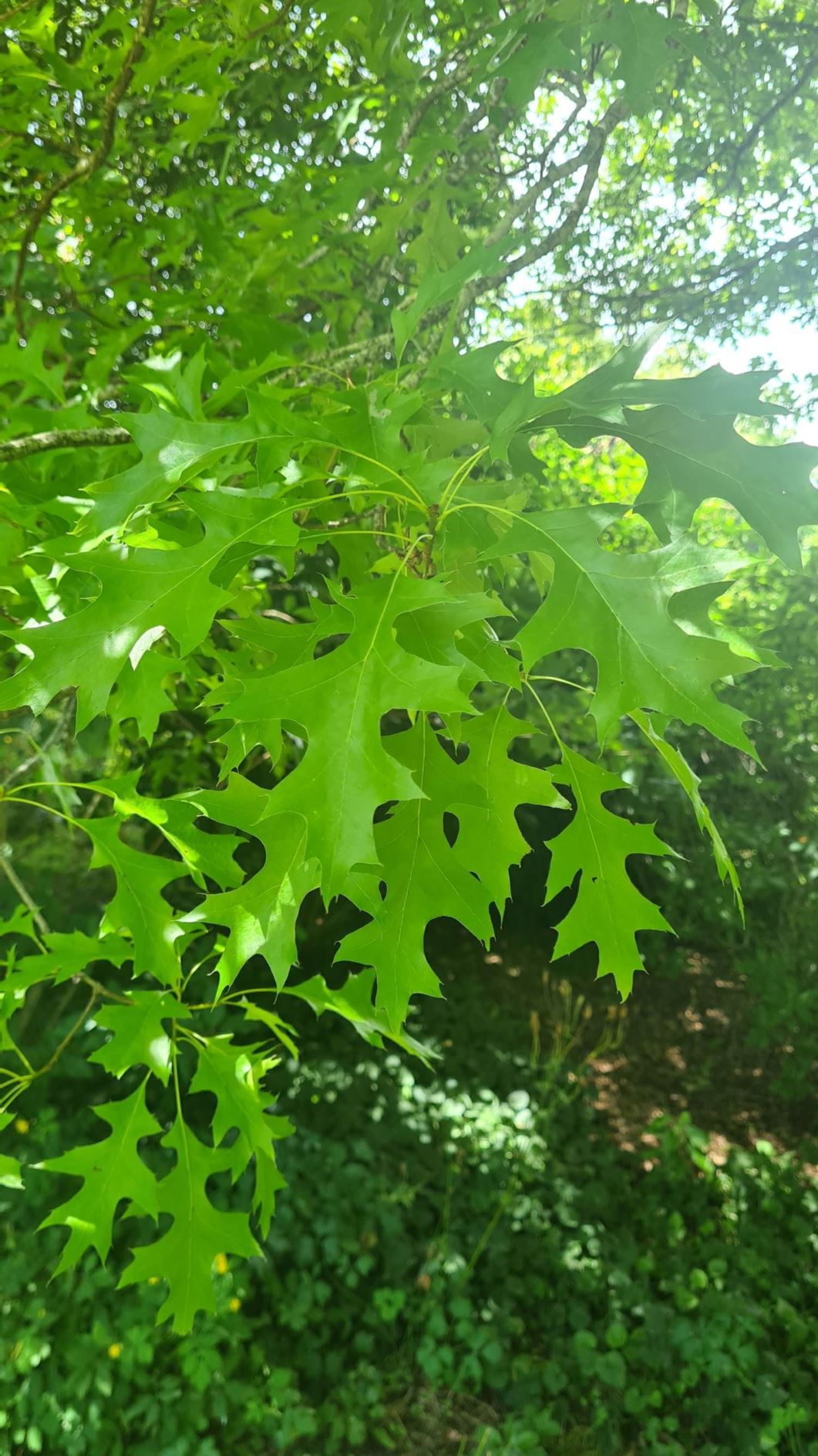 Quercus palustris - pin oak