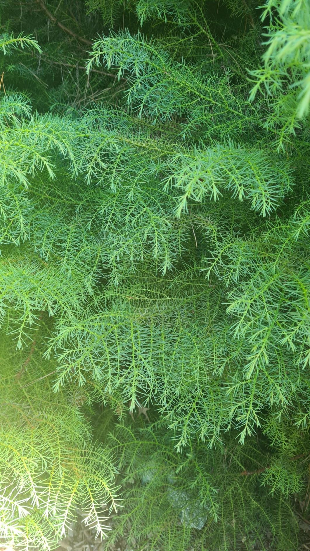 Cryptomeria japonica 'Elegans' - Plume Japanese Cedar