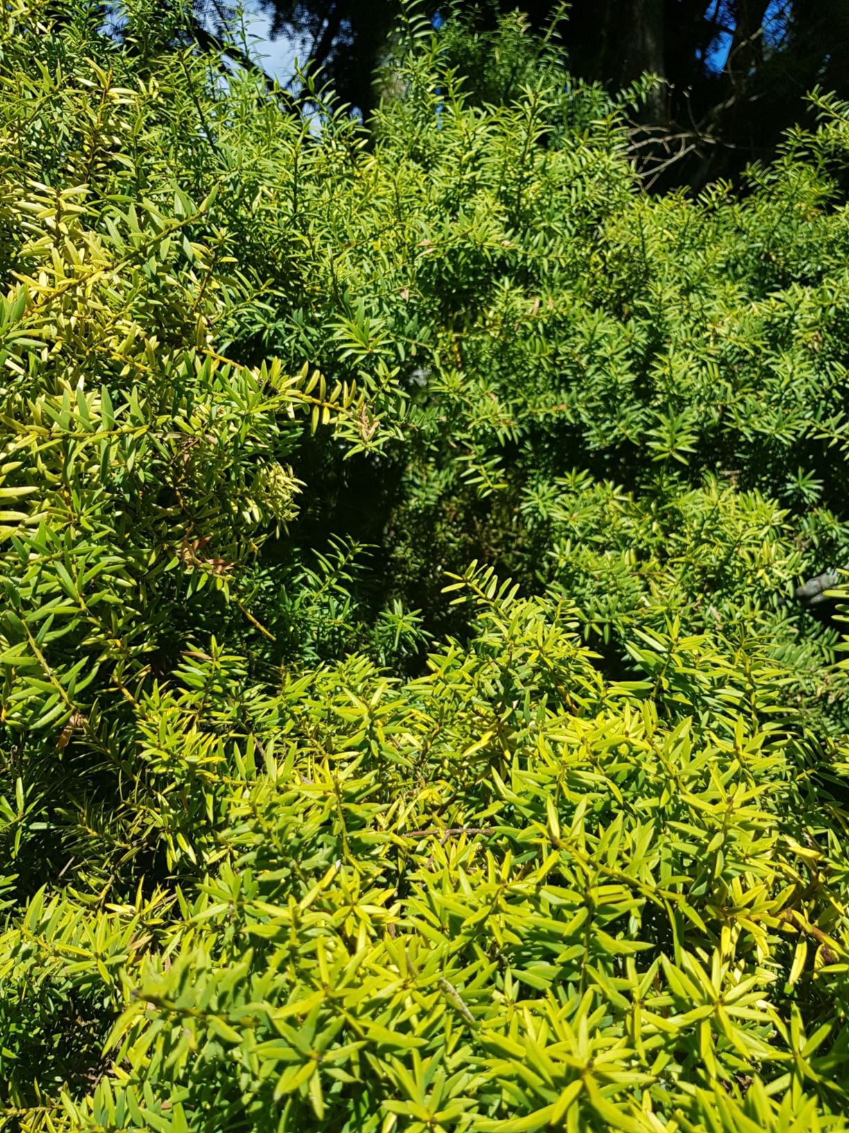 Podocarpus totara 'Aurea'