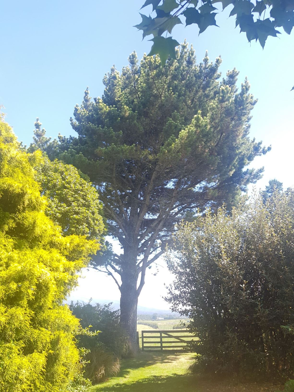 Pinus radiata - Monterey pine