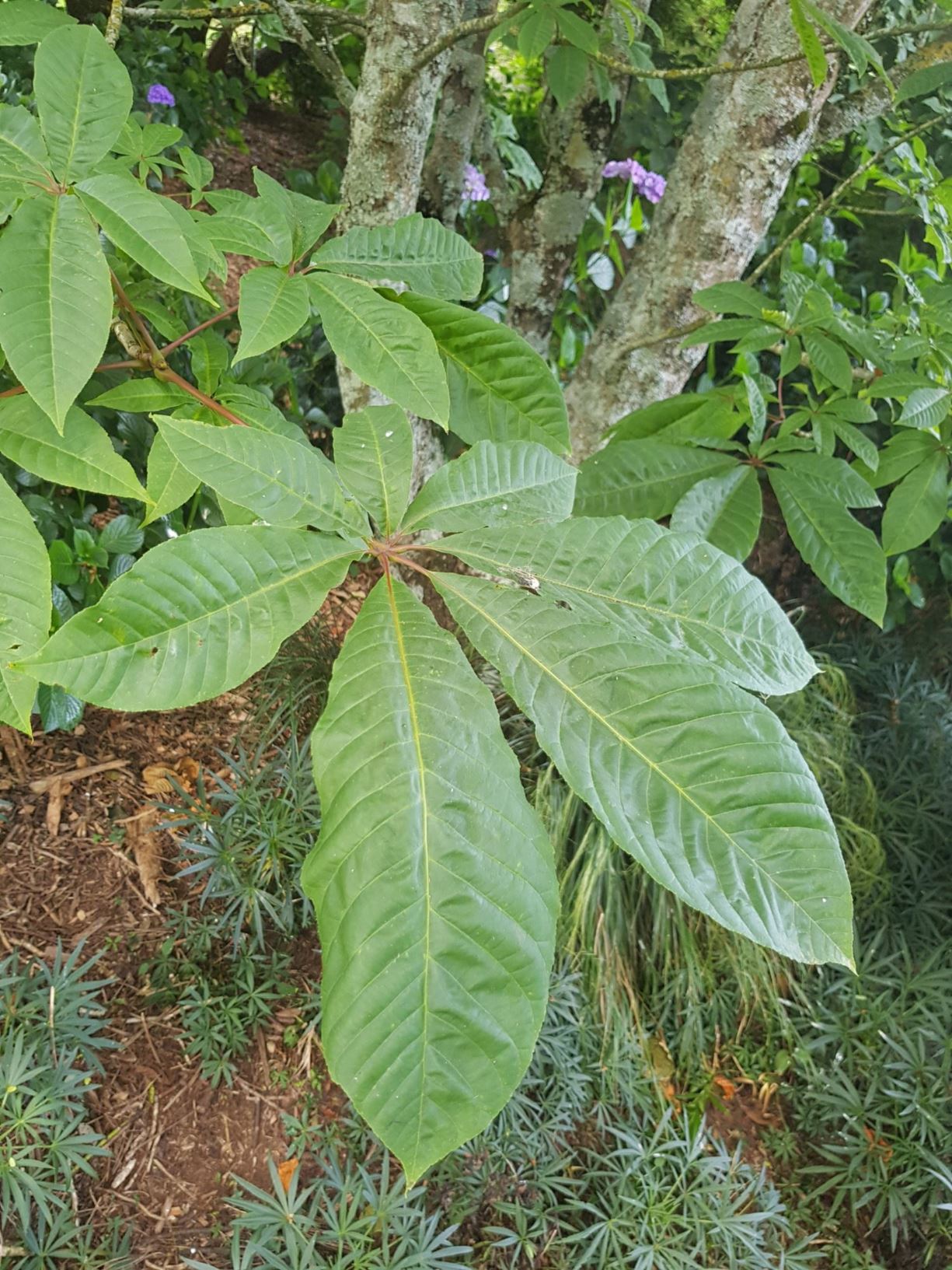 Aesculus indica - Indian horse chestnut