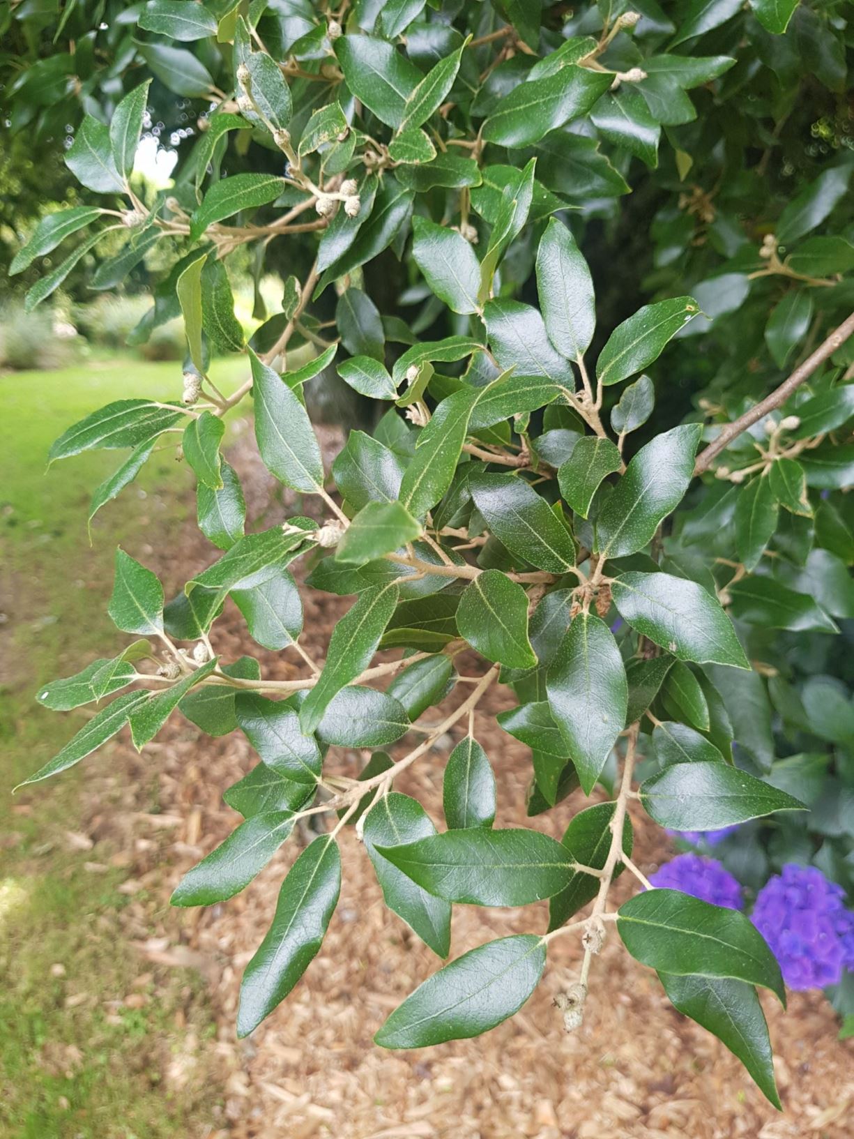 Quercus ilex - Holly Oak, Holm Oak