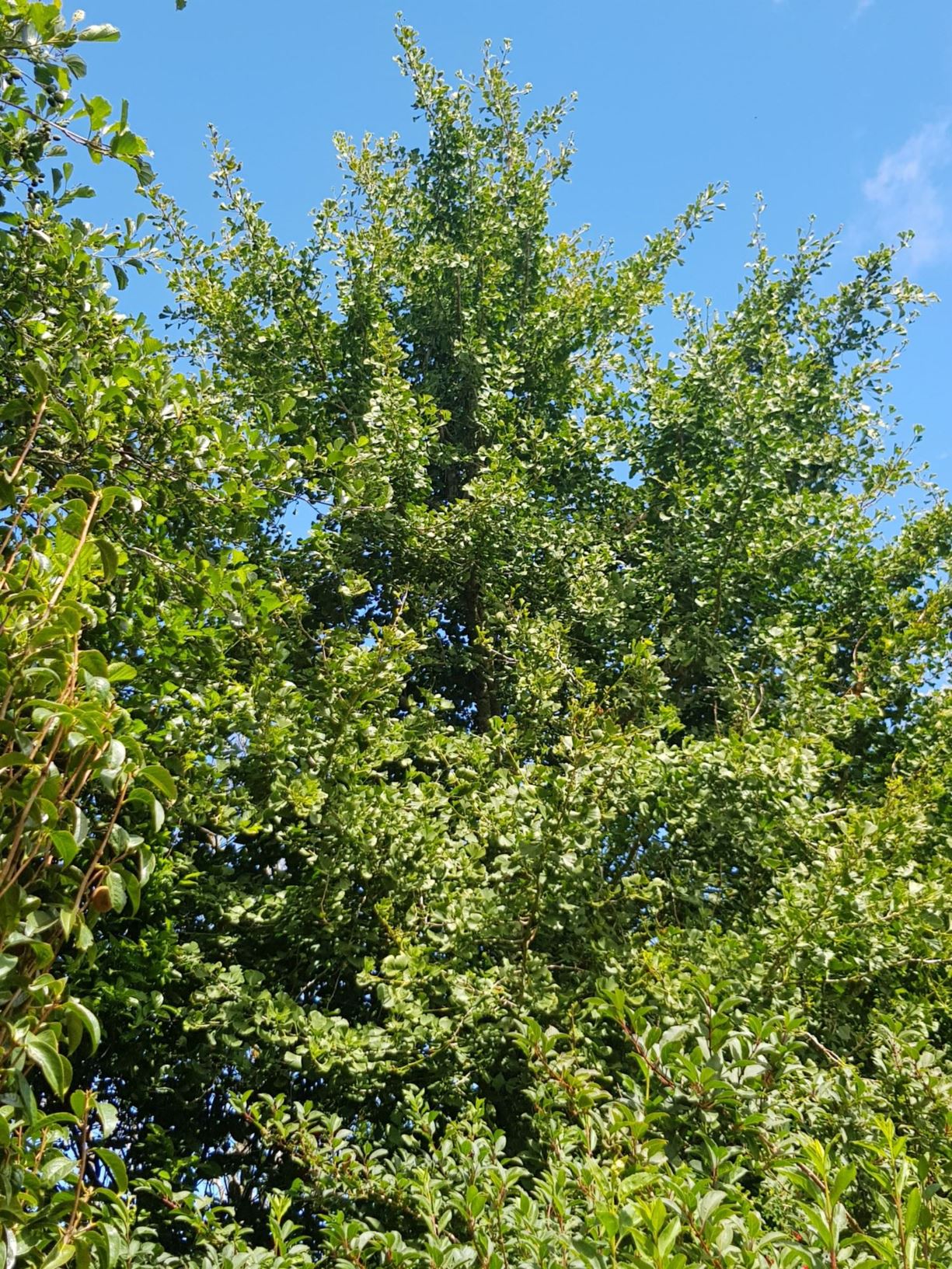 Ginkgo biloba - maidenhair tree