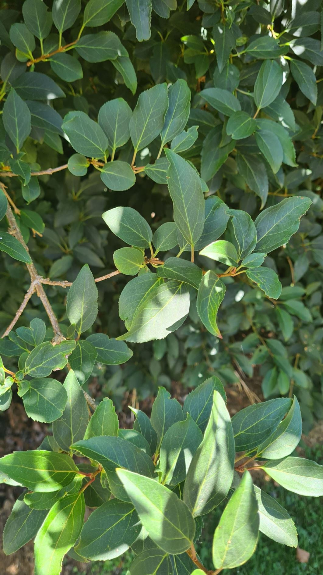Forsythia sp. Unknown cultivar