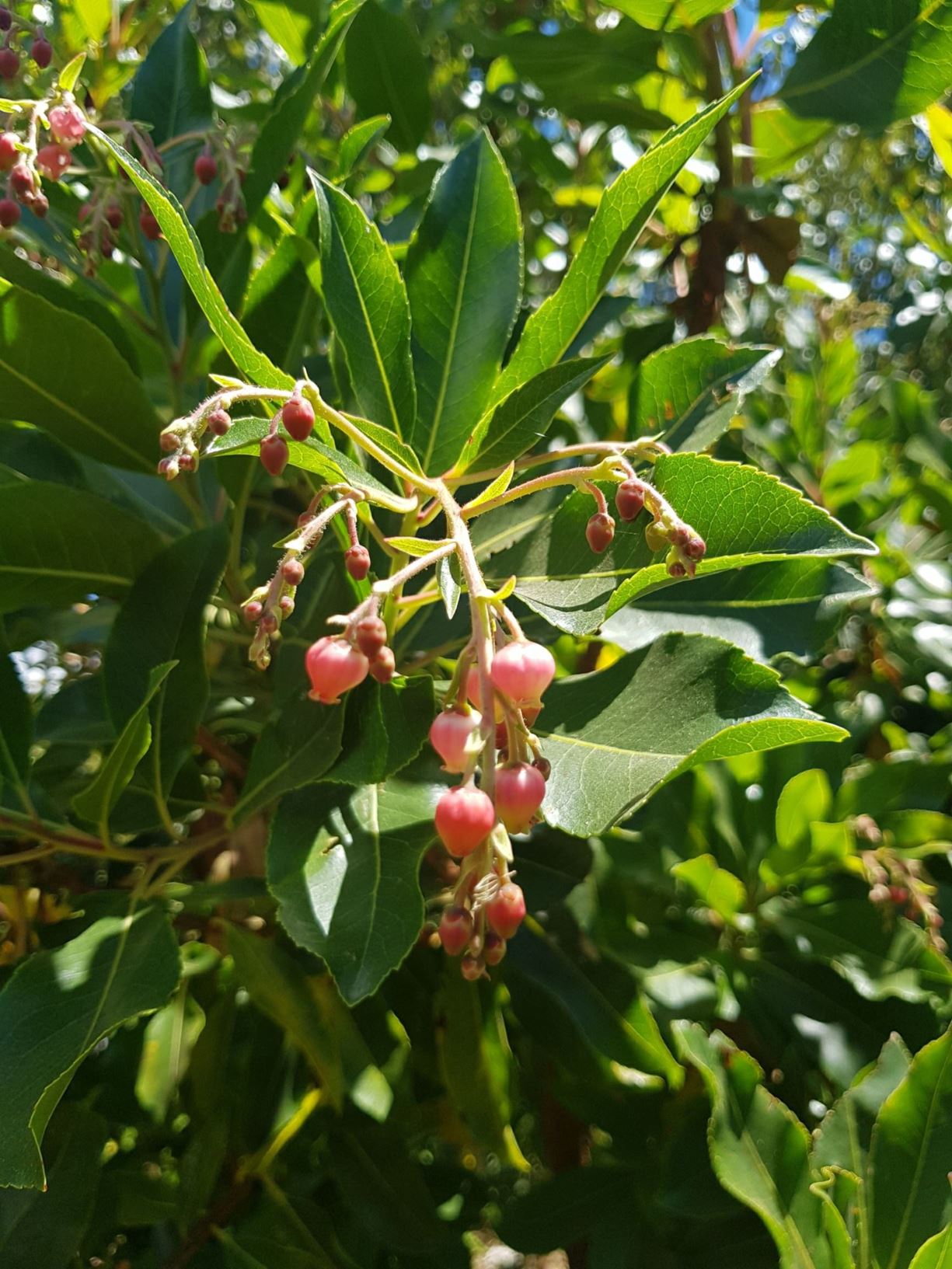Arbutus unedo - strawberry tree