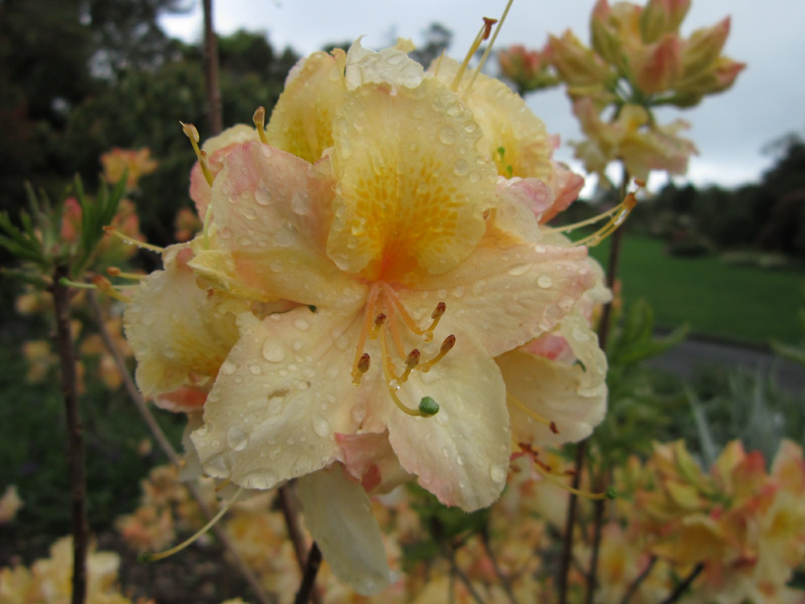 Rhododendron 'Cream Buns' (Deciduous Azalea) - Azalea Mollis 'Cream Buns'