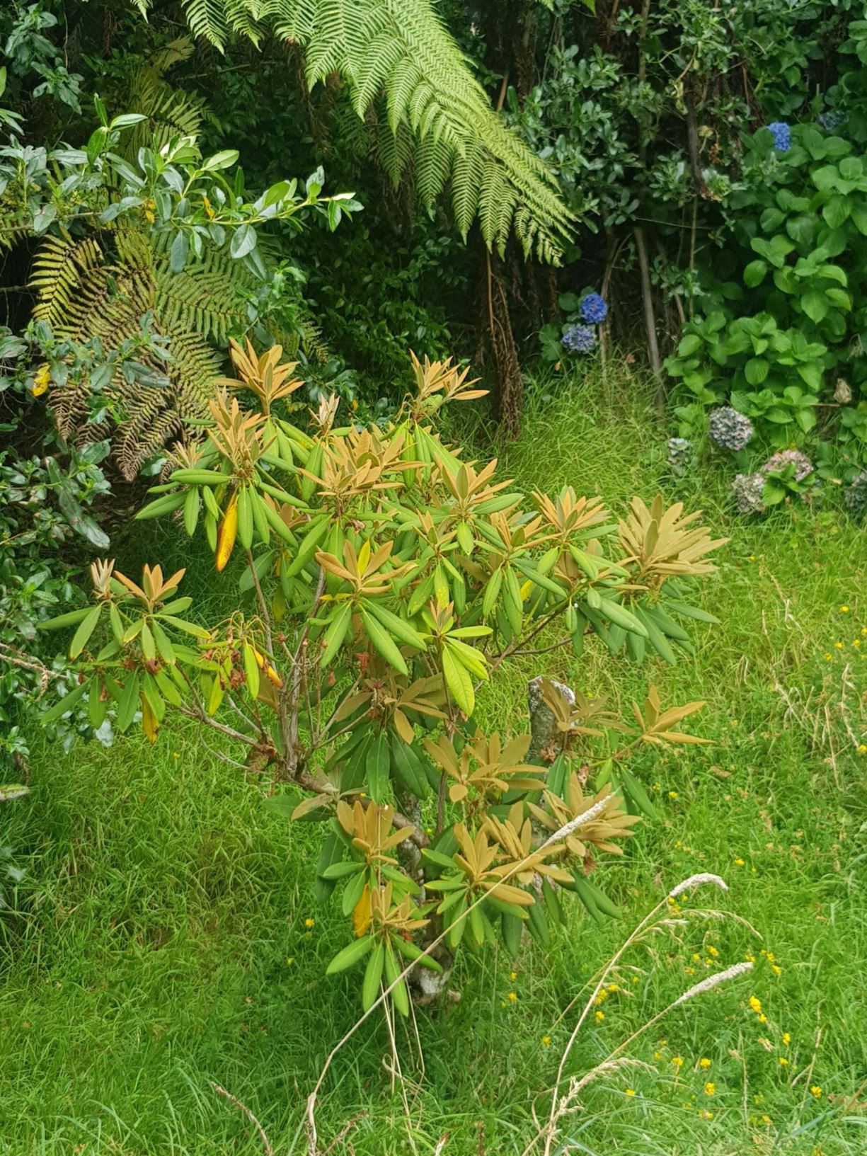Rhododendron 'Erebus'