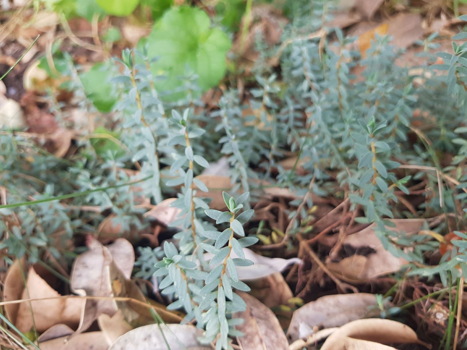 Pimelea prostrata - Strathmore weed, pinatoro, wharengarara