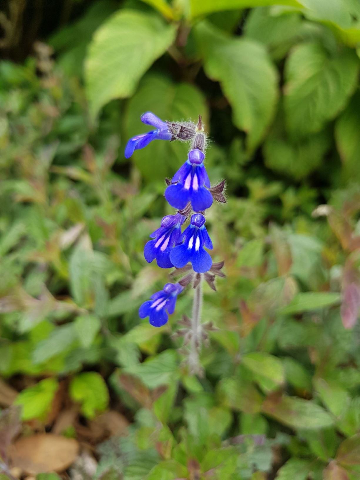 Salvia sinaloensis 'Aztec Blue'