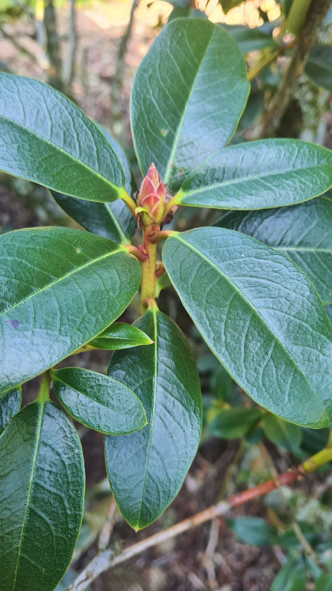 Rhododendron 'Cinnandrum''