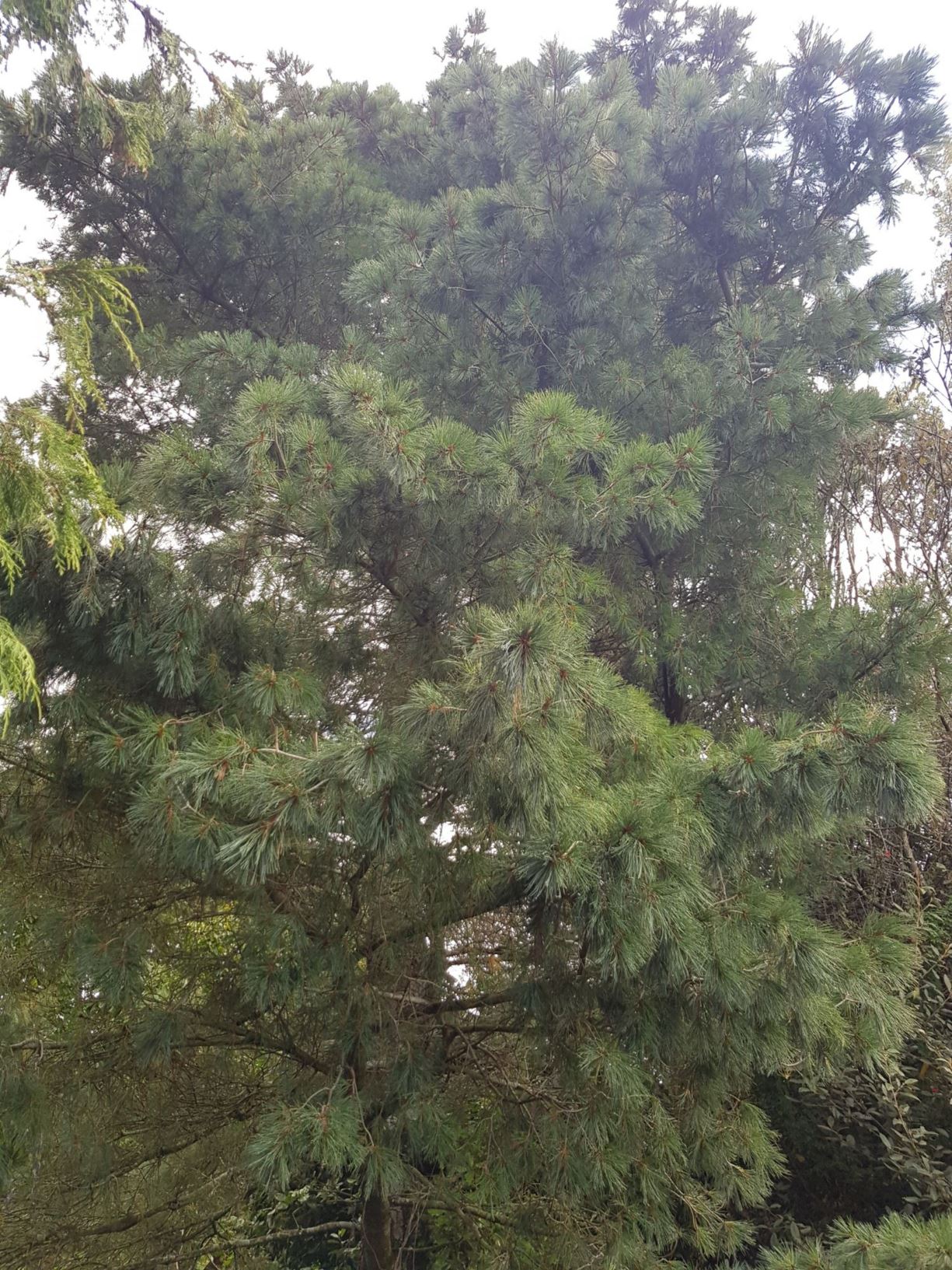 Pinus flexilis var. reflexa