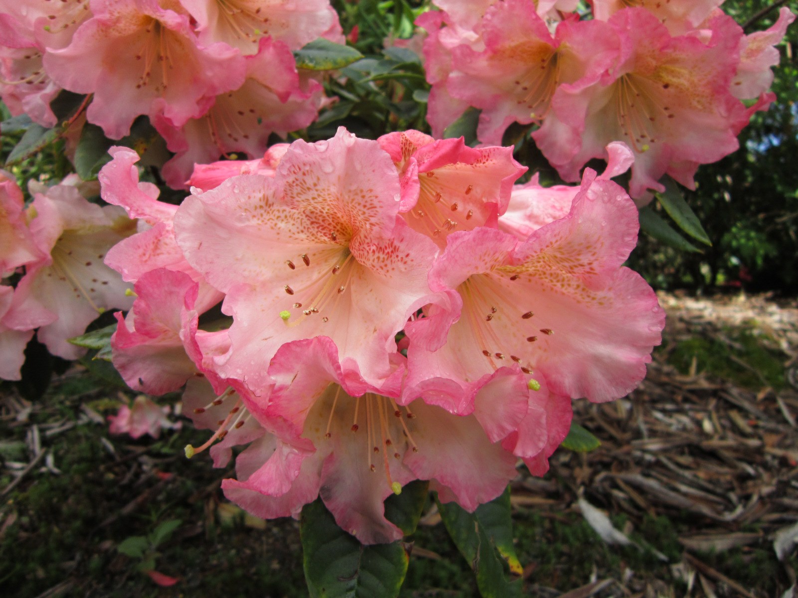 Rhododendron 'Mai Tai'