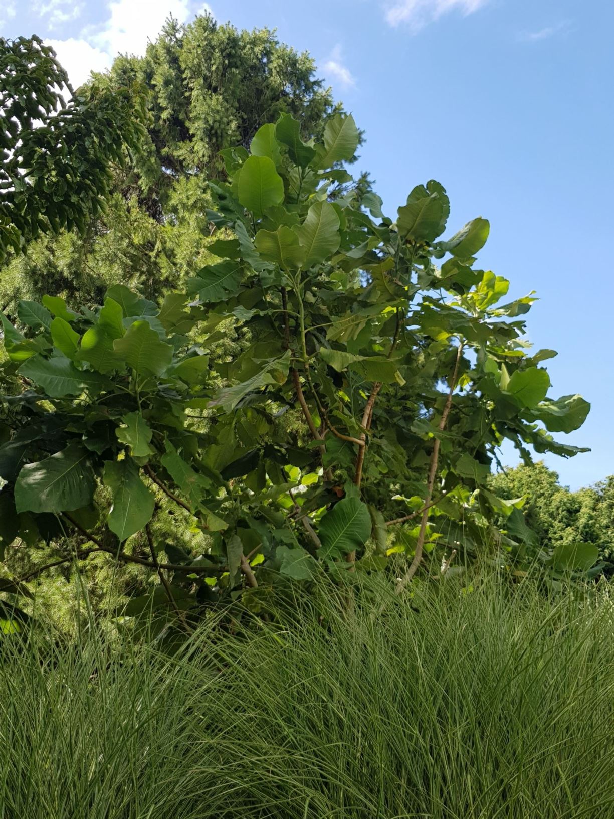 Magnolia dealbata × ashei