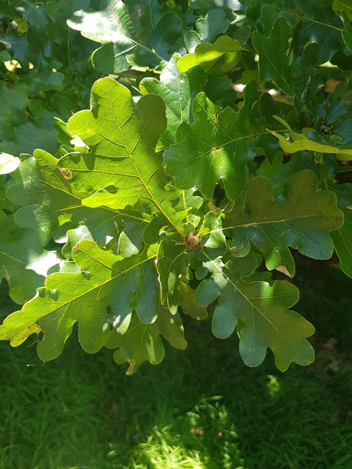 Quercus robur - English oak, common oak, pedunculate oak