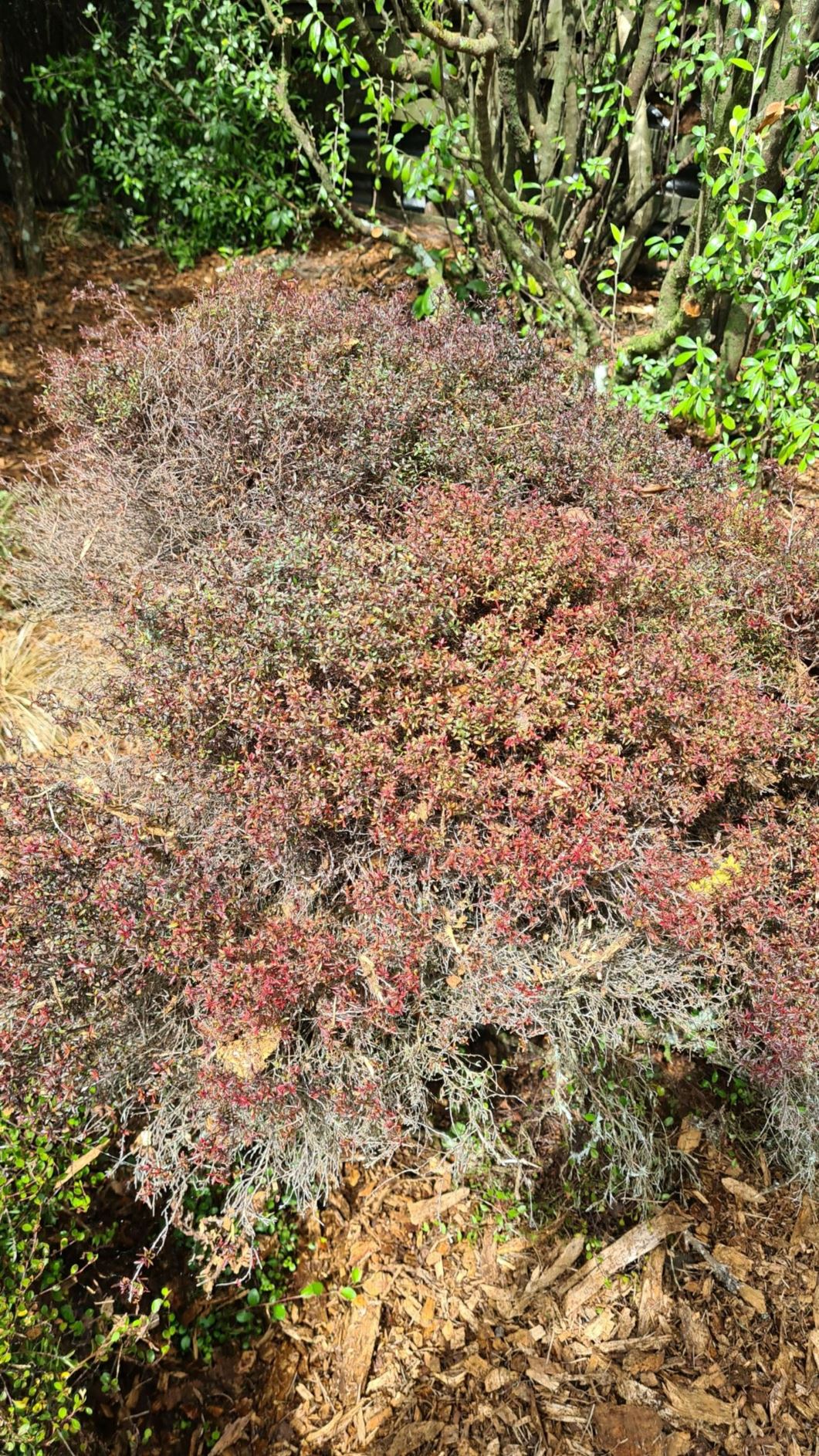 Leptospermum scoparium 'Wiri Kerry'