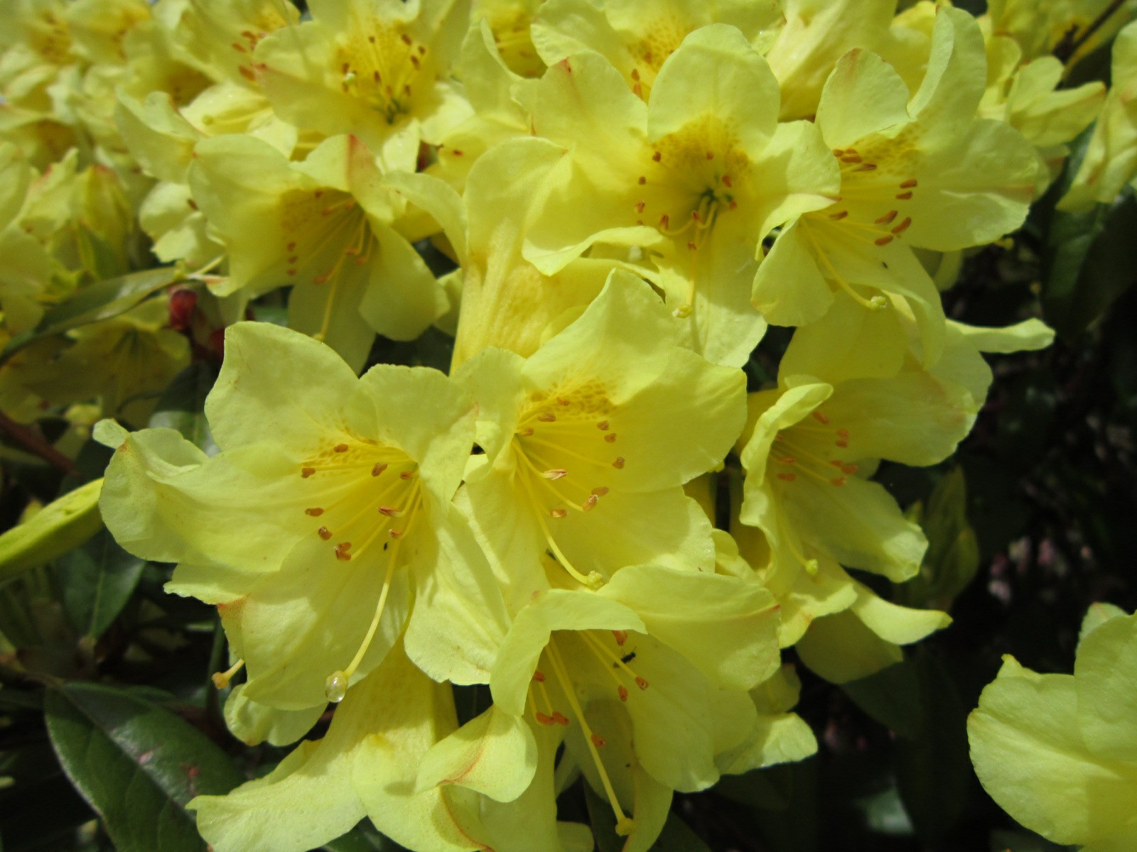 Rhododendron 'Saffron Queen'