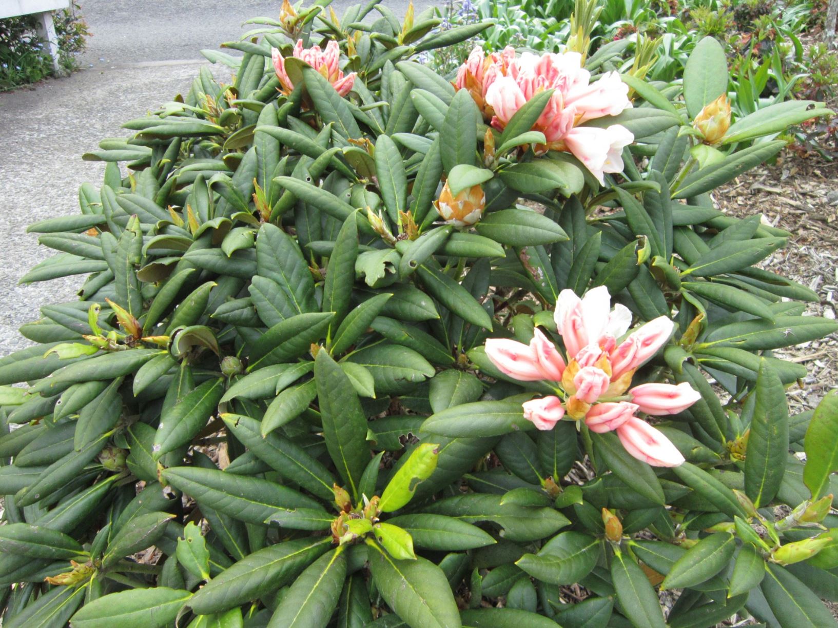 Rhododendron 'Grumpy'