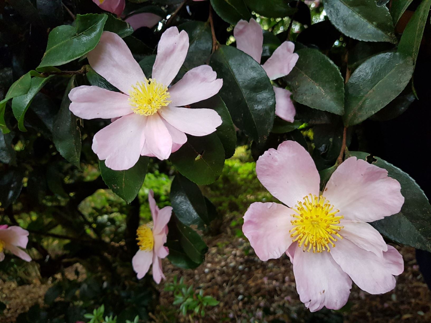 Camellia sasanqua 'Plantation Pink'