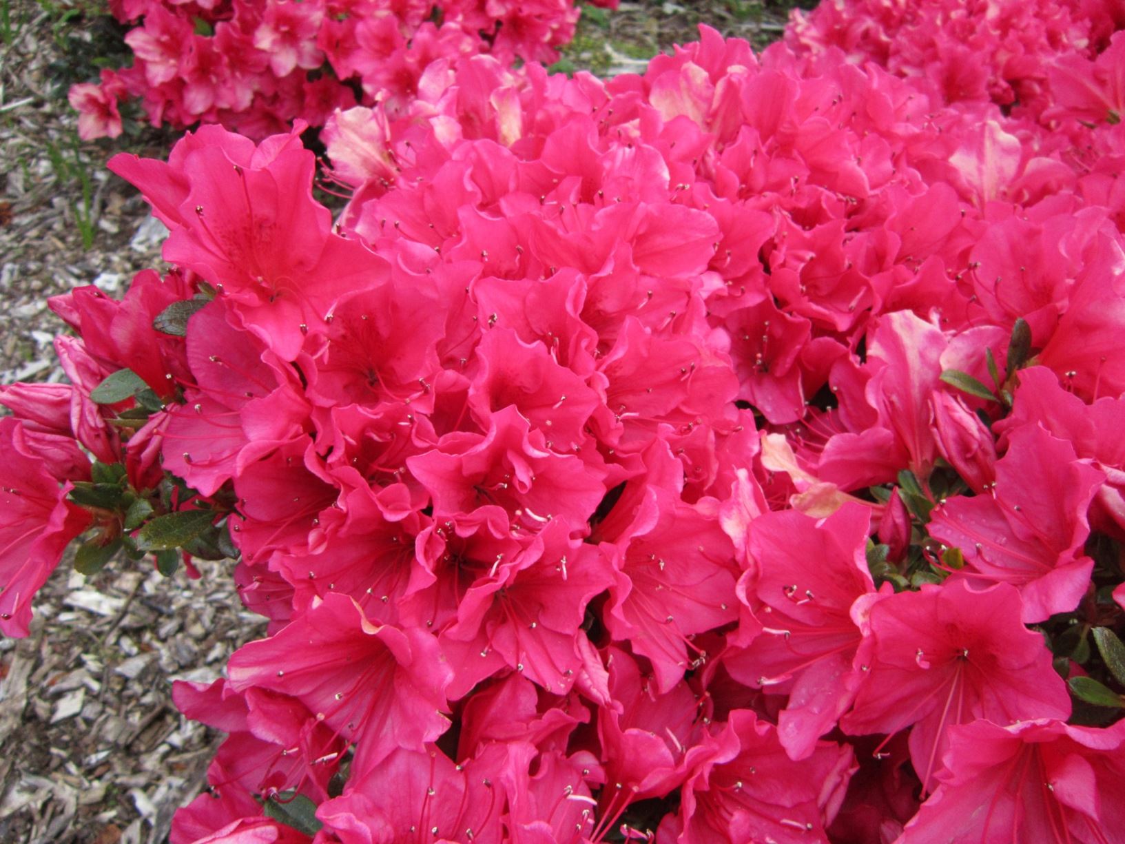 Rhododendron 'Nico' (Azalea)