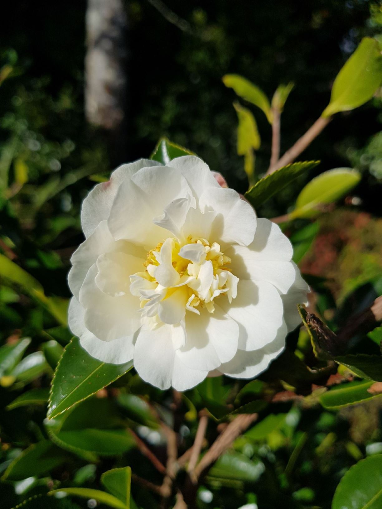 Camellia 'Snow Cloud'