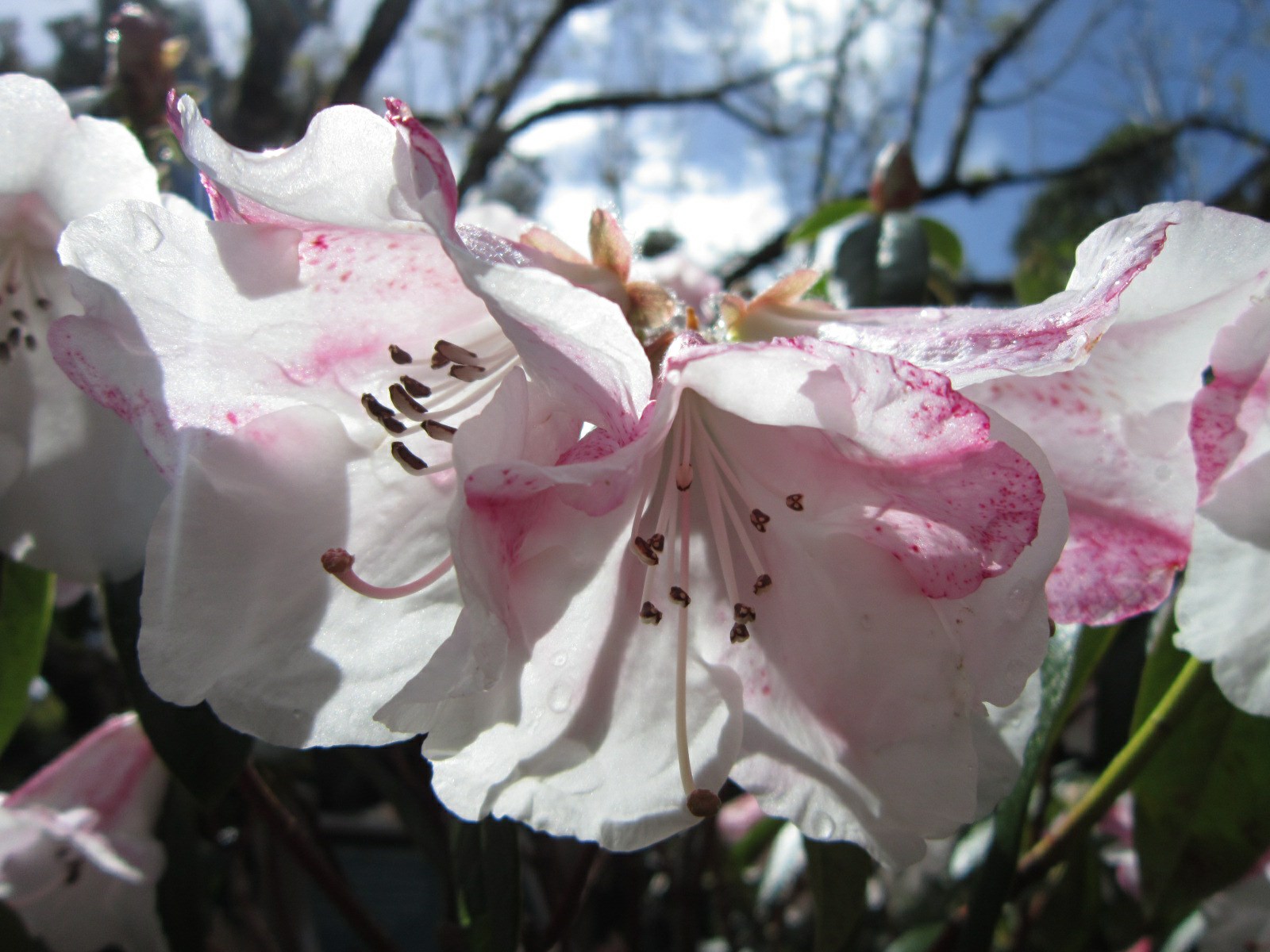 Rhododendron 'John Bull'
