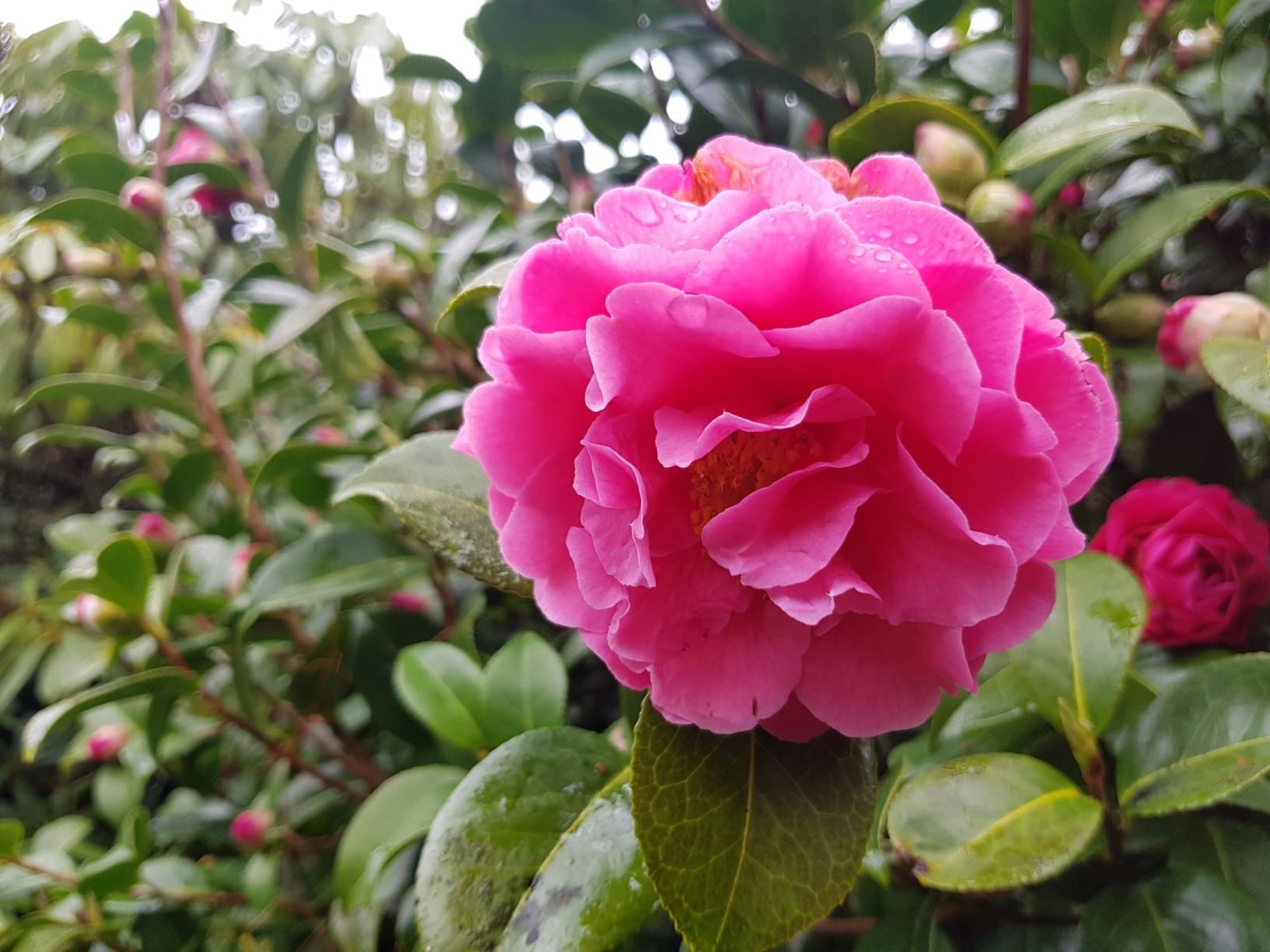 Camellia 'Rose Hollard'