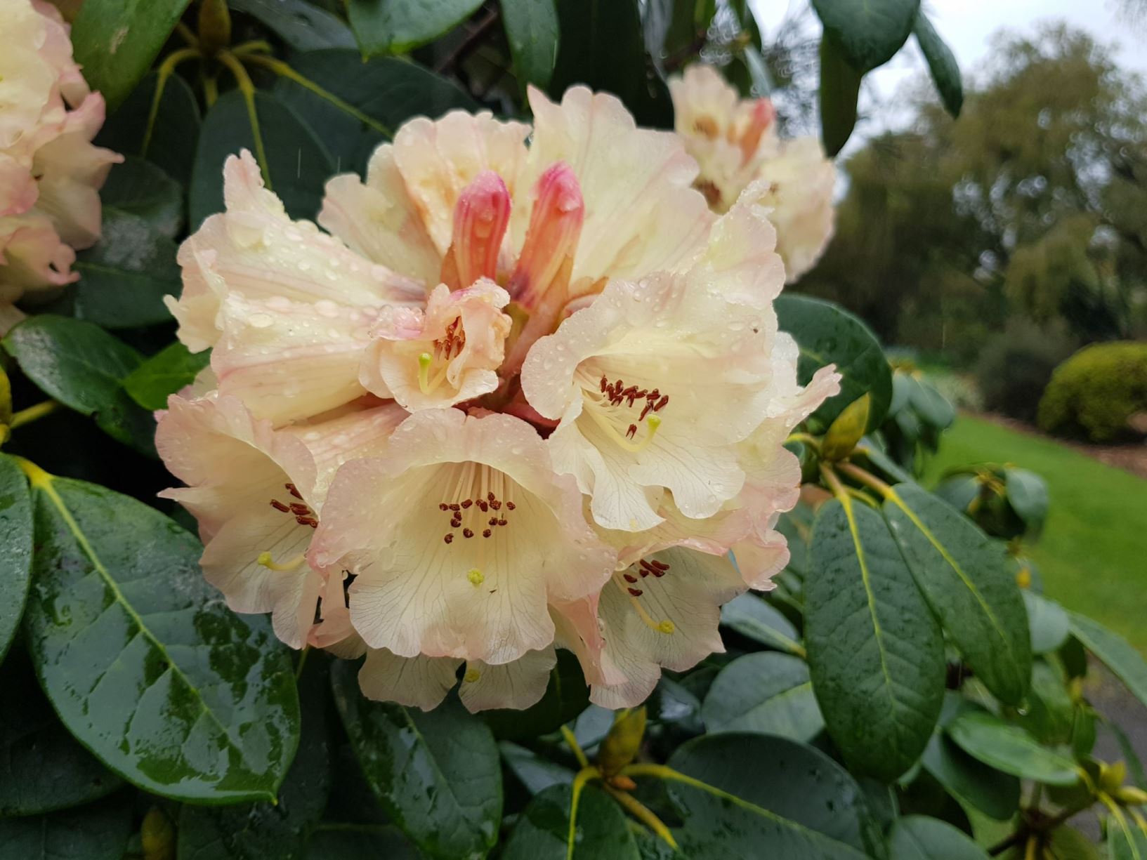 Rhododendron 'Yellow Moon'