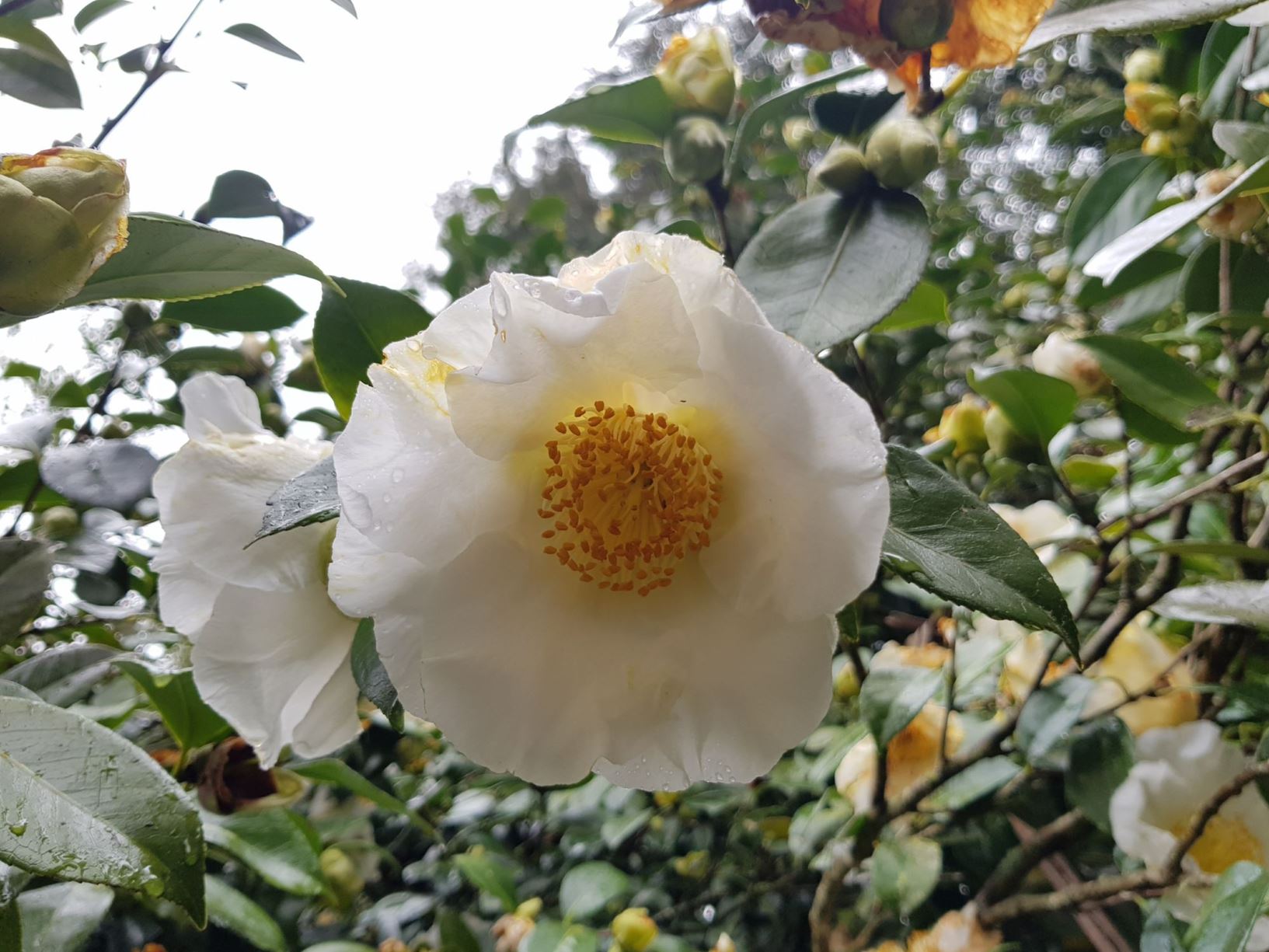Camellia japonica 'Amabilis'